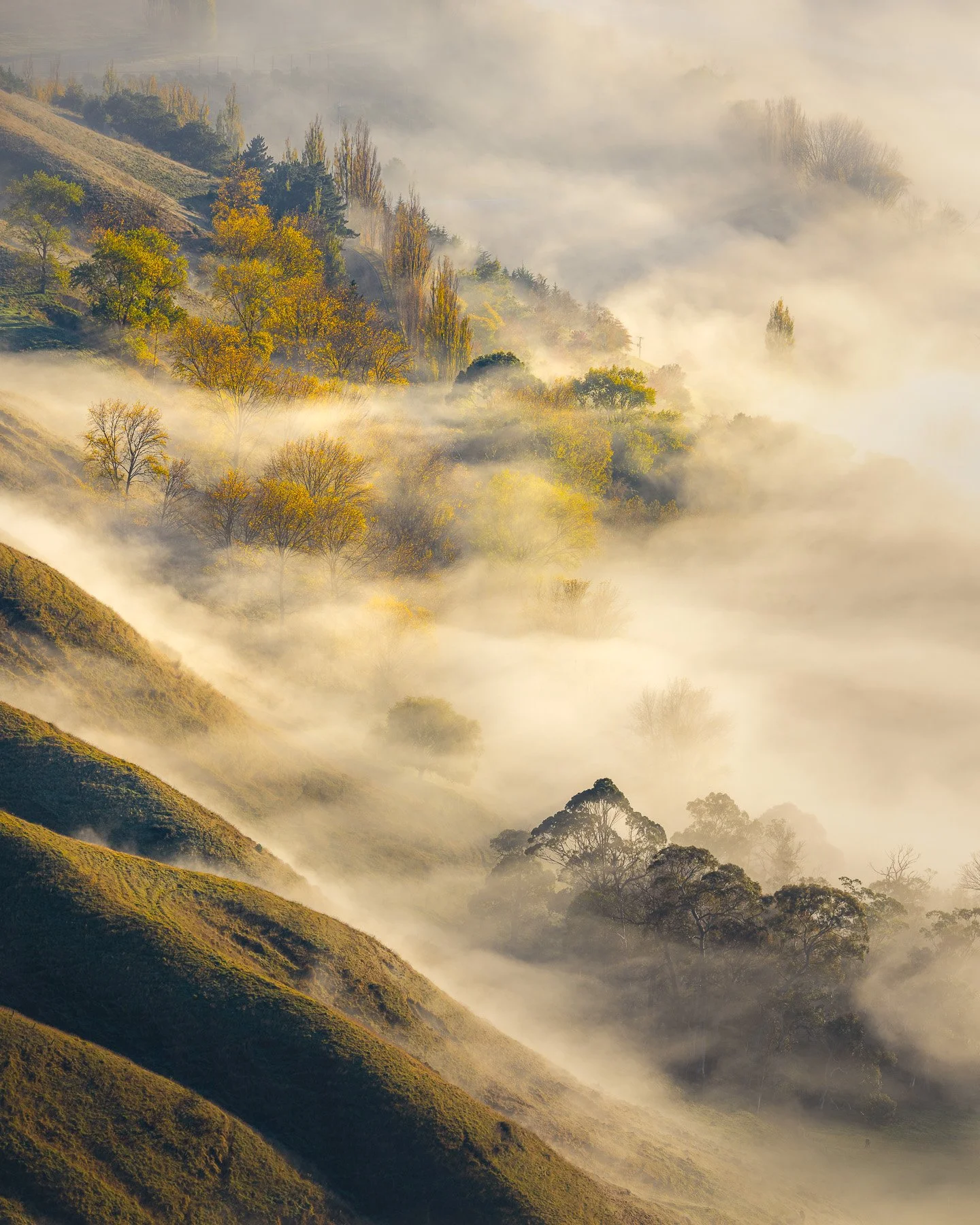 Autumn trees on rolling green hills emerging from thick morning fog in a valley. Minimalist fine-art landscape.