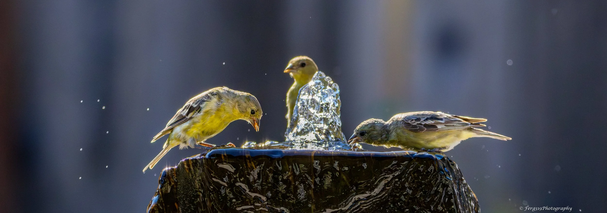 Birds on Fountain 7.jpg