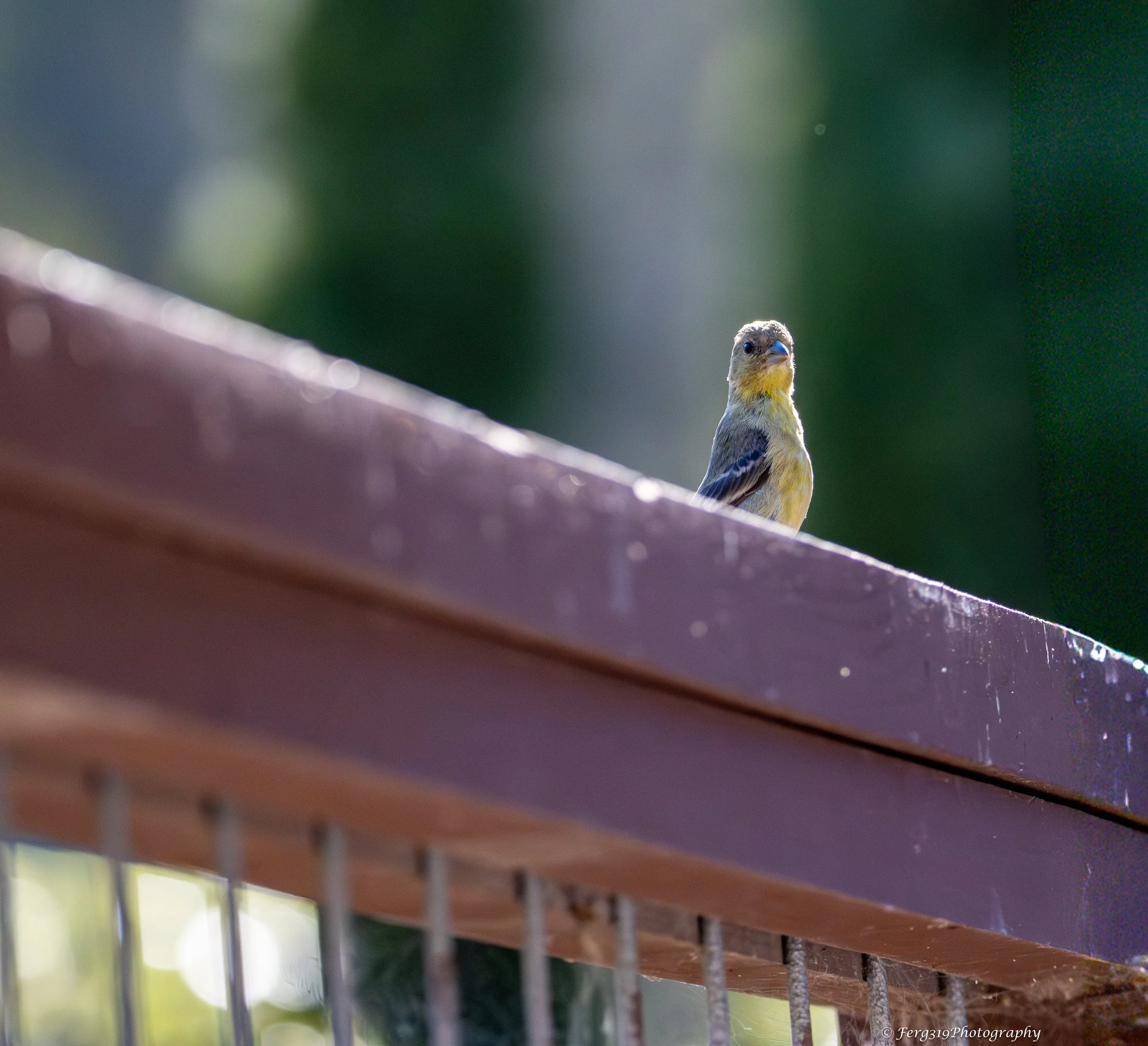 Bird on Fence.jpg
