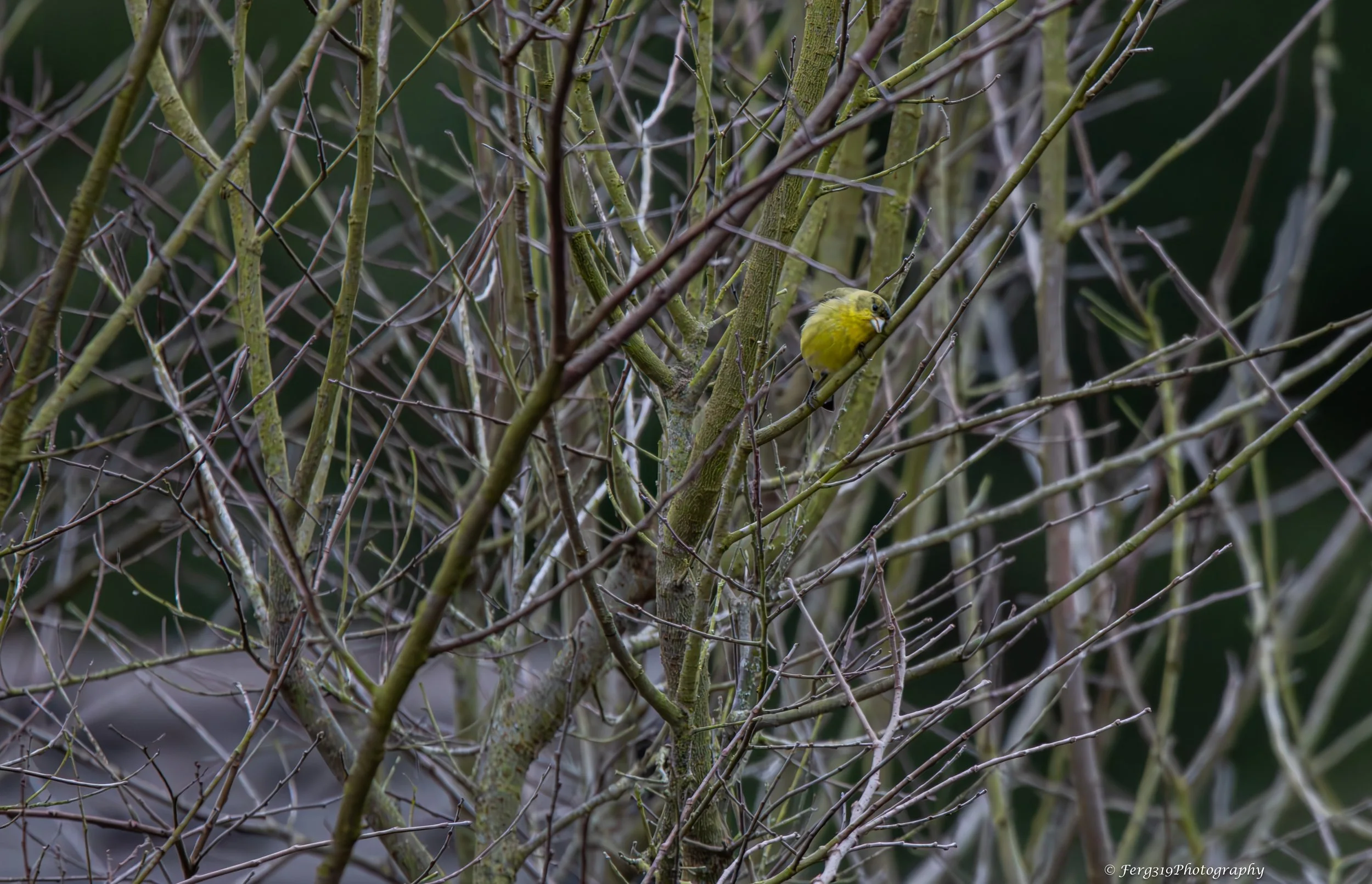 Green bird in tree.jpg