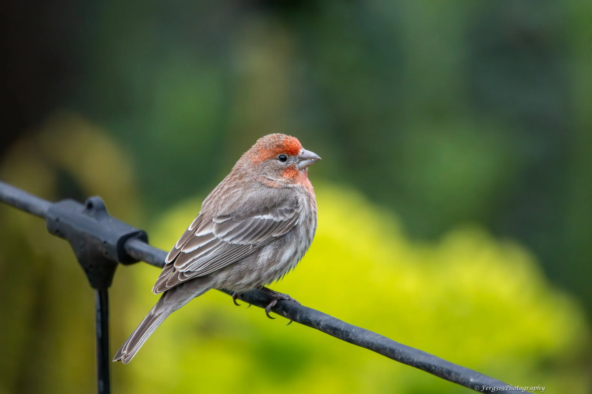 Red Bird on Wire 1.jpg