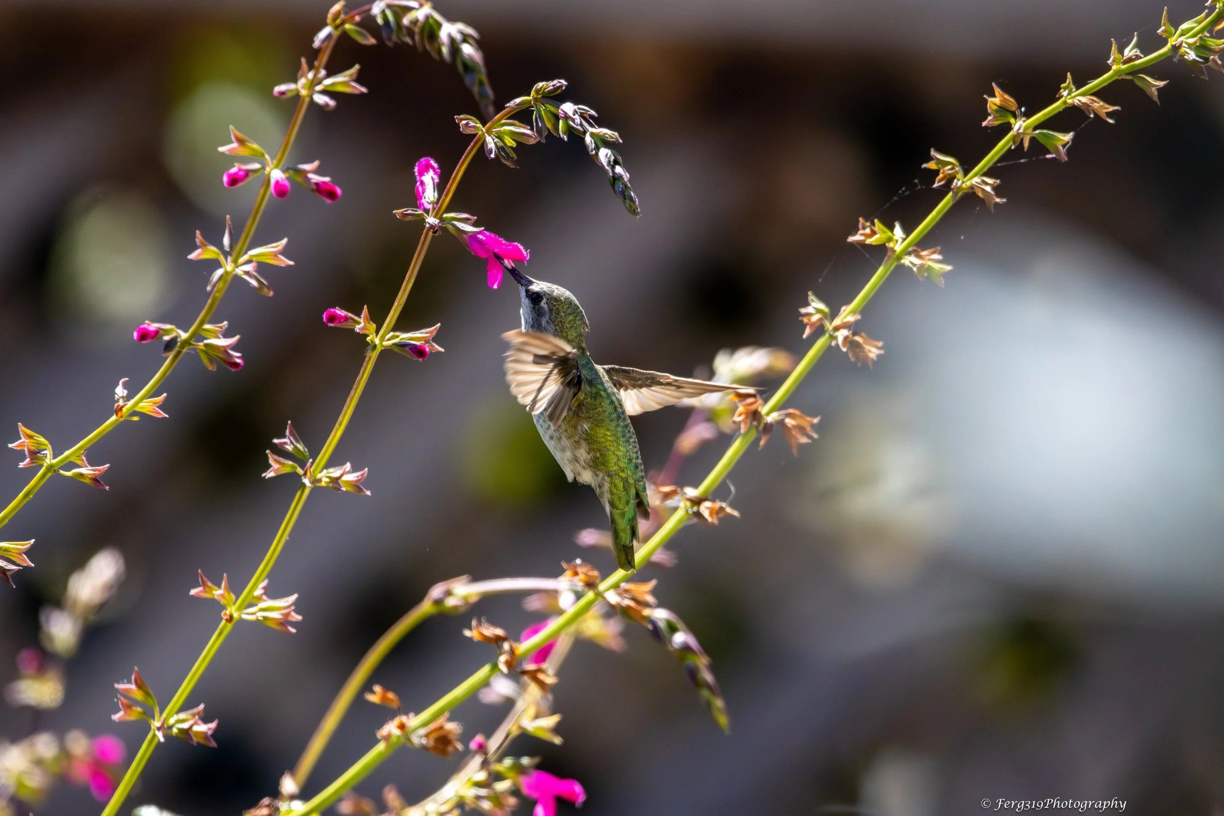 Humm Bird 9.jpeg