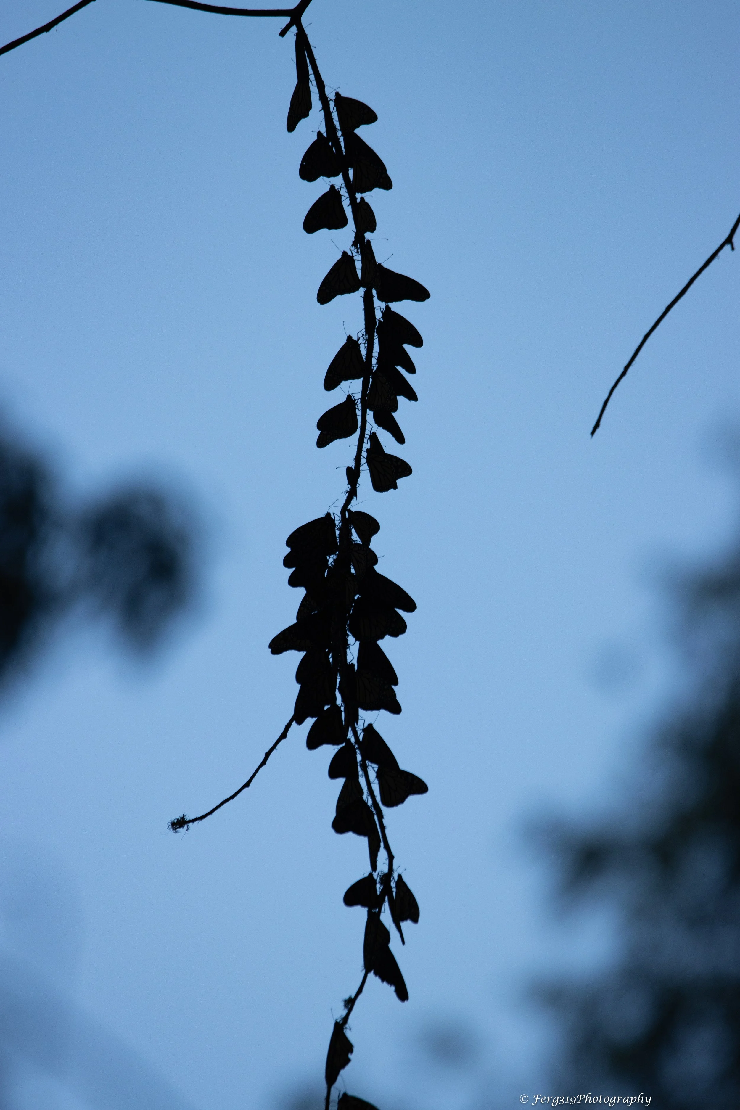 Monarchs 2025_19.1.jpeg