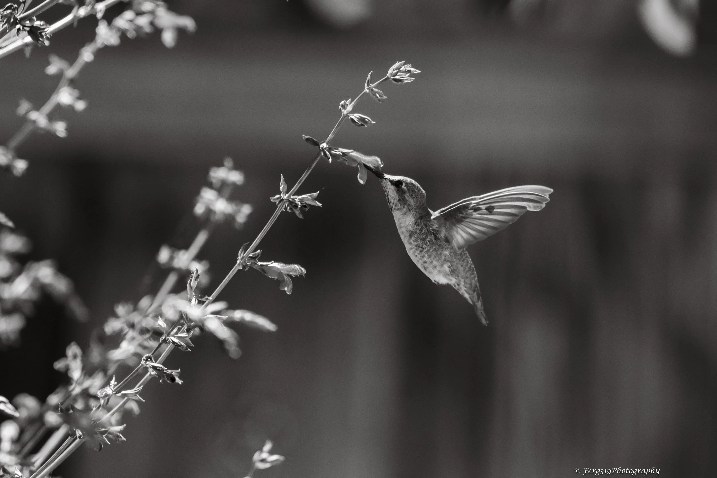 Humm Bird 2 B&W.jpg