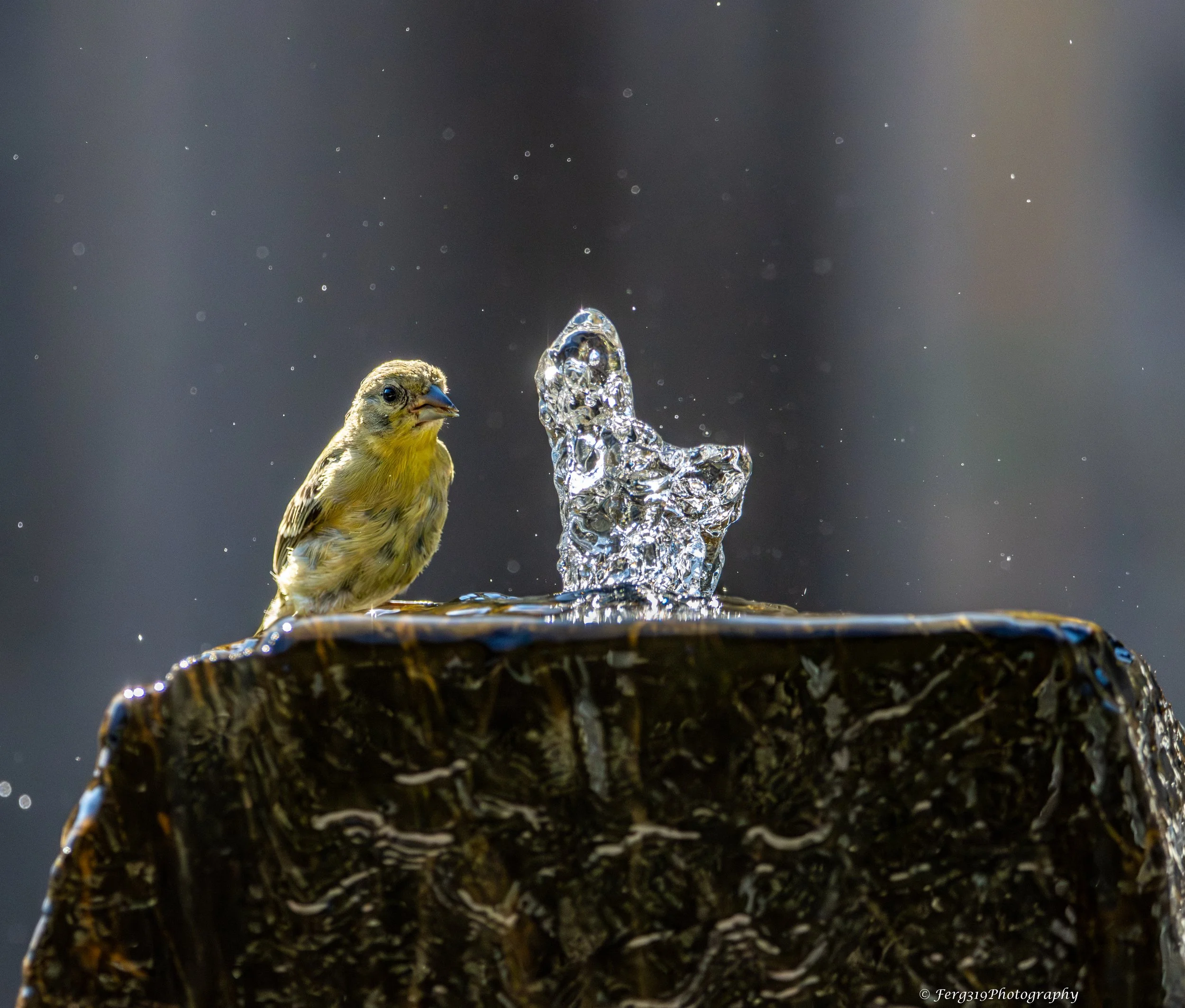 Birds on Fountain 4.jpg