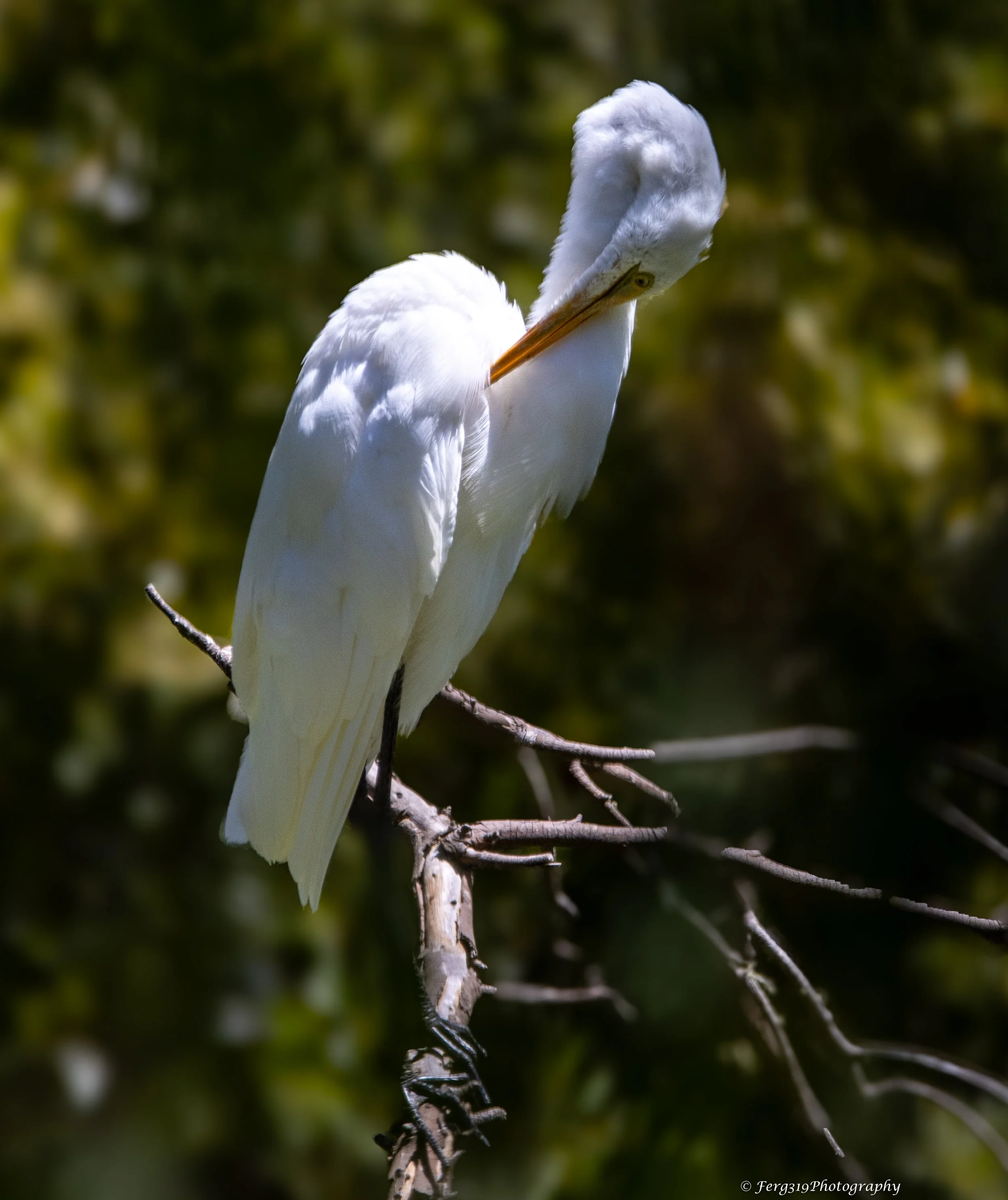 White Egret 11.jpg