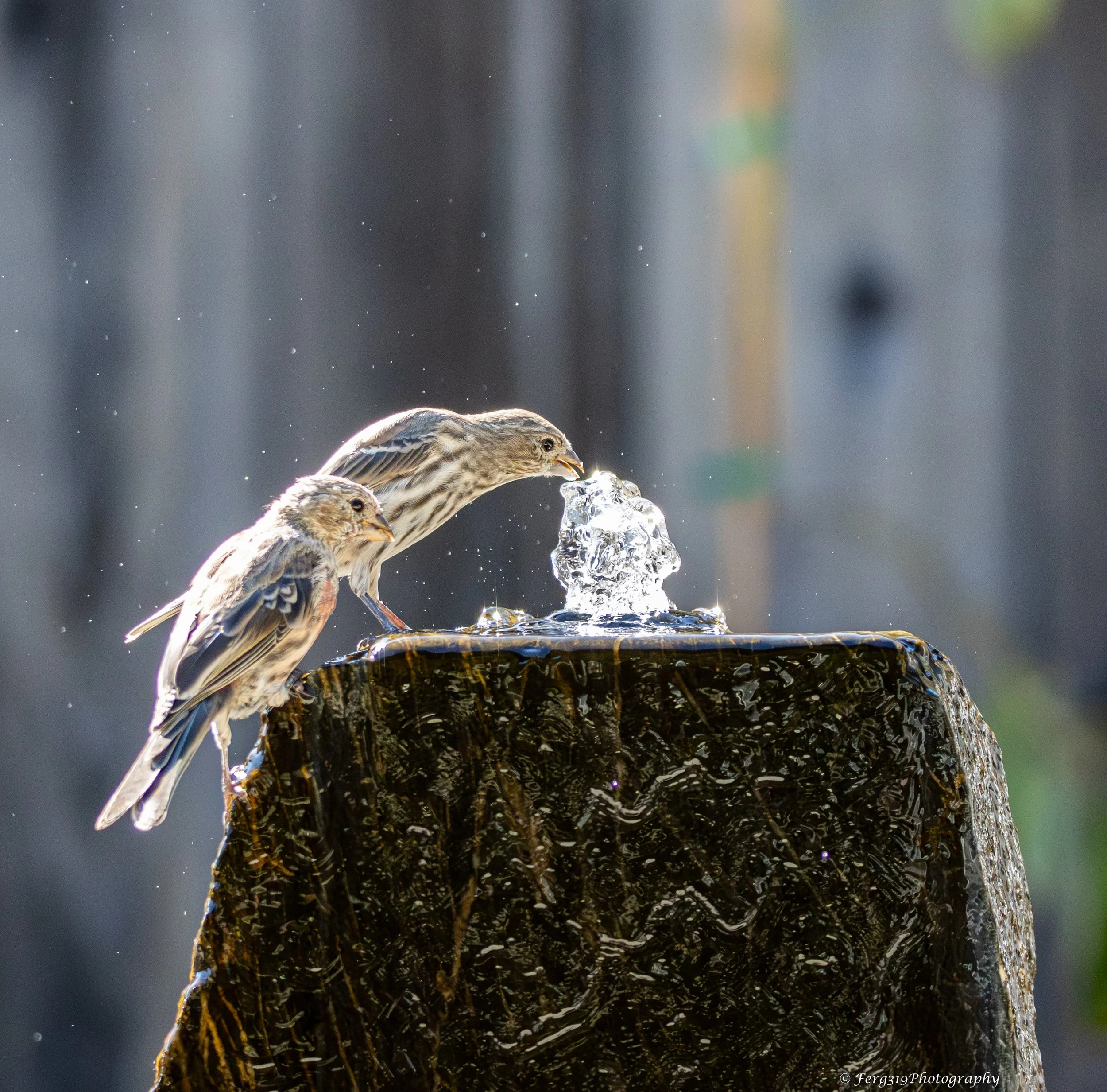 Birds on Fountain 2.jpg