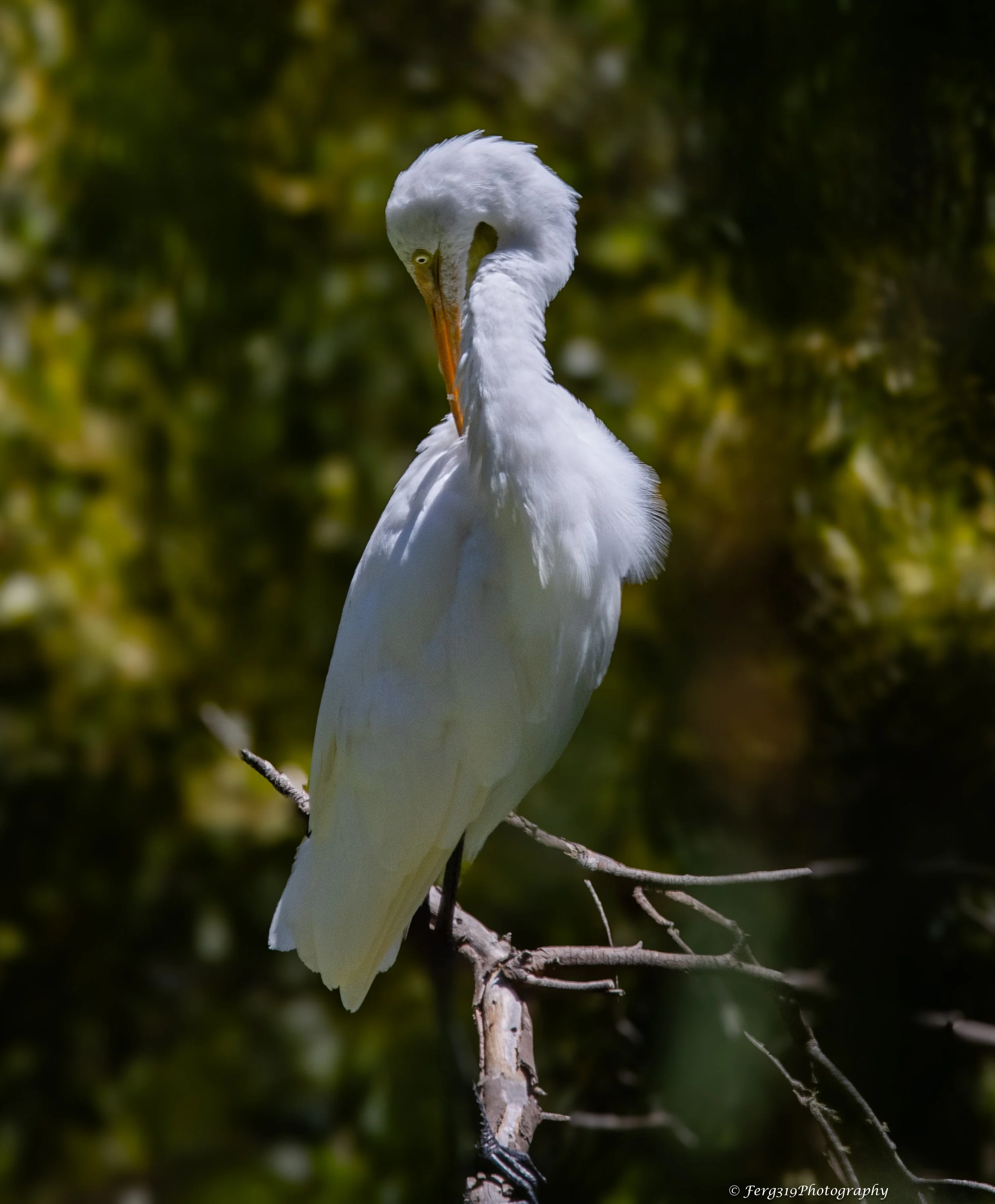 White Egret 10.jpg