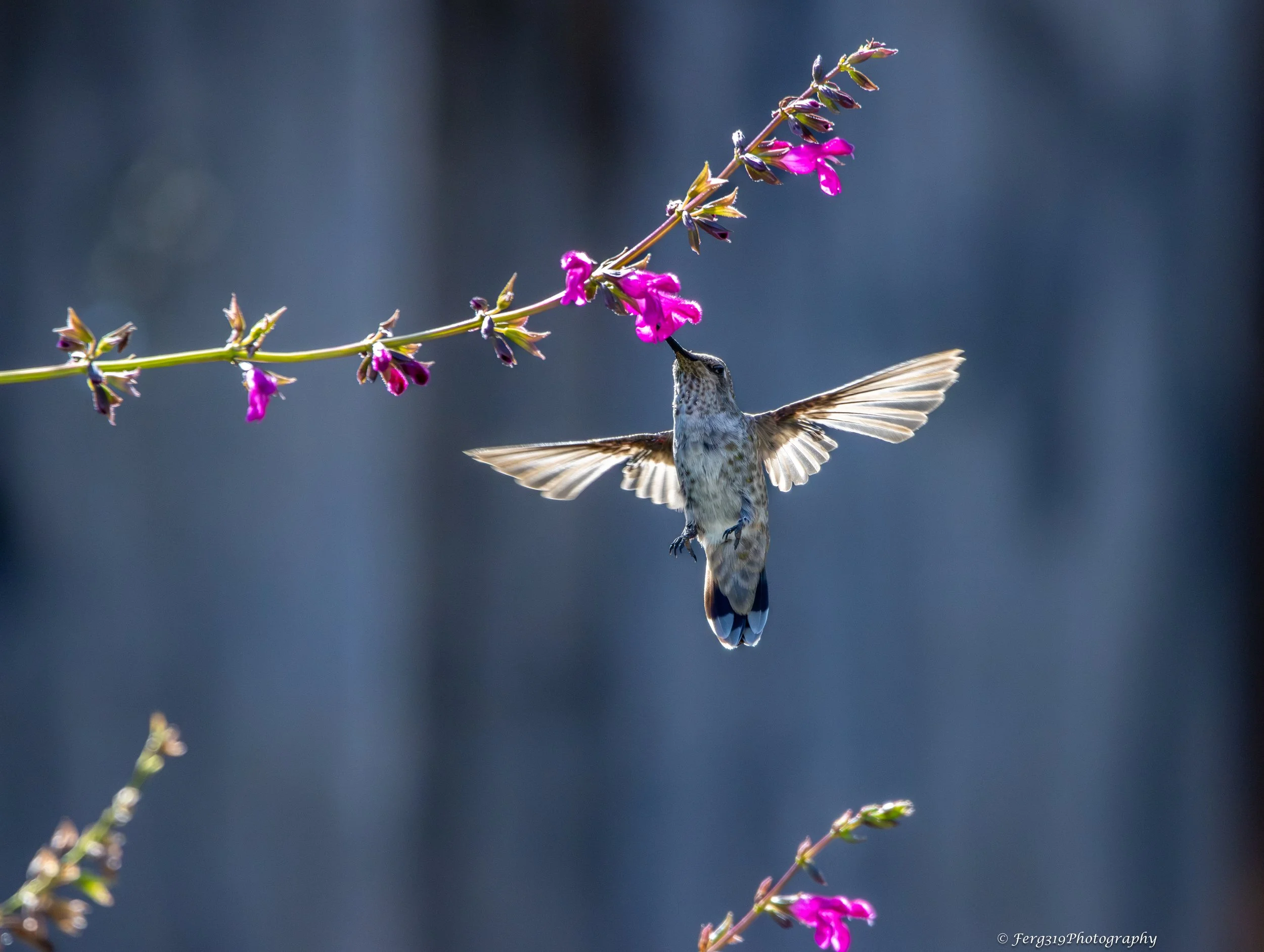 Hummingbird in flight.jpg