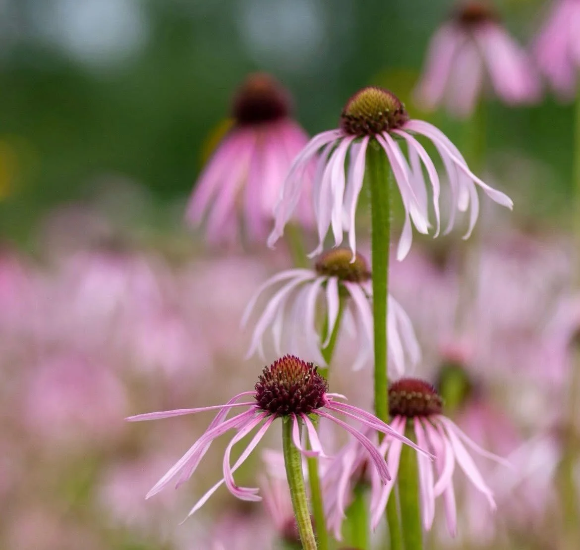 The coneflower - also known by its scientific name Echinacea &ndash; one of the highlights of the Dr. Hauschka medicinal herb garden. 
Almost throughout the entire summer, Echinacea creates a sea of pink and purple flowers. 
The coneflower not only l