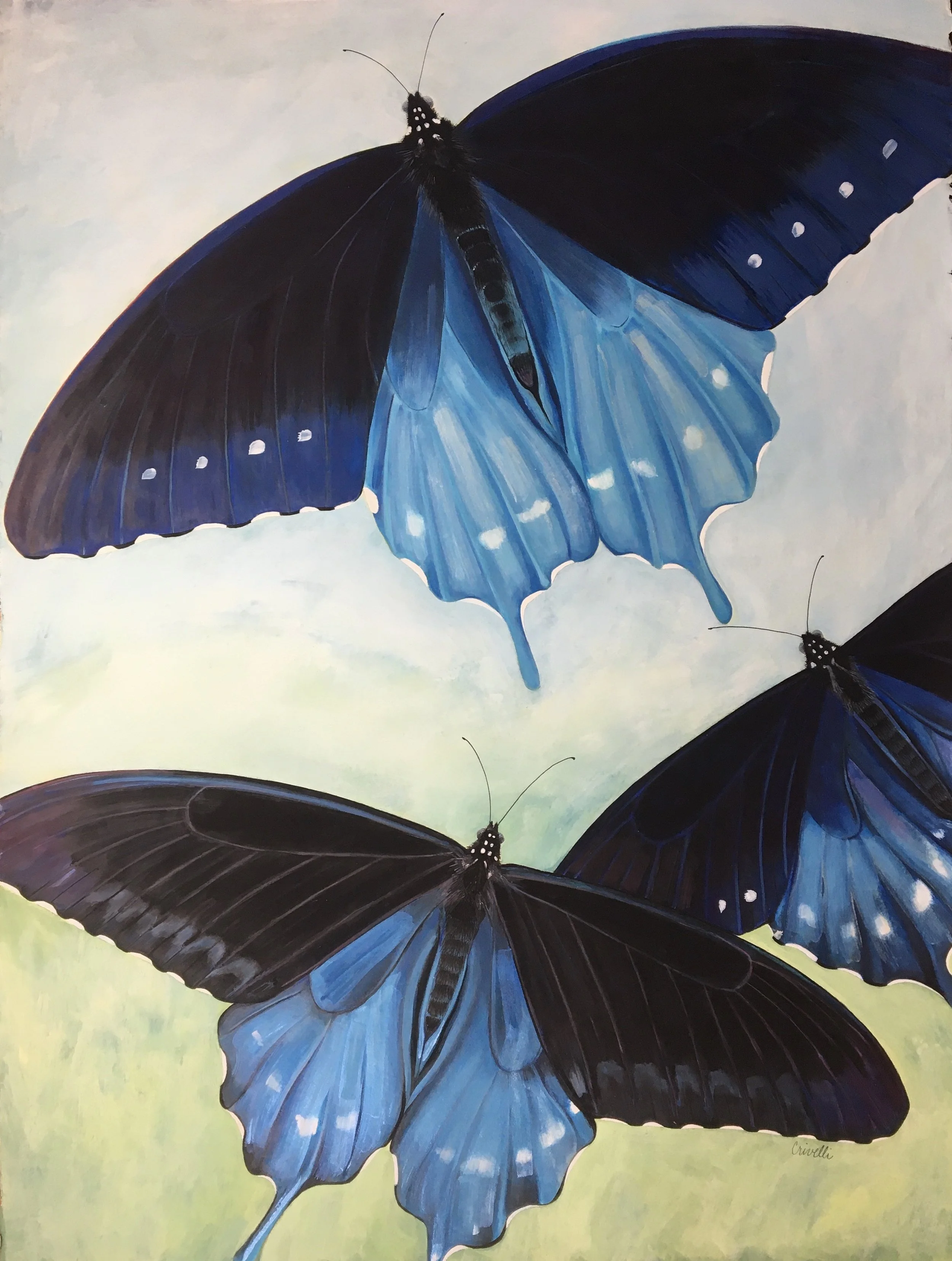 3 Pipevine Swallowtails #1016