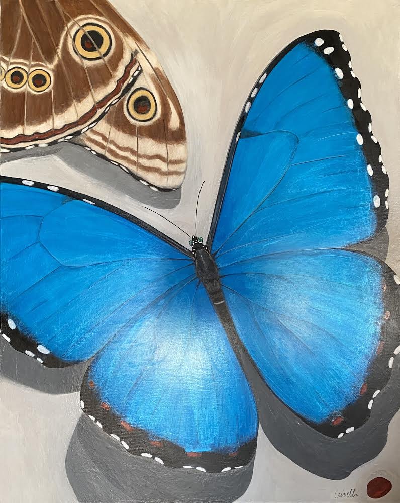 Both Sides Blue Morpho #1029