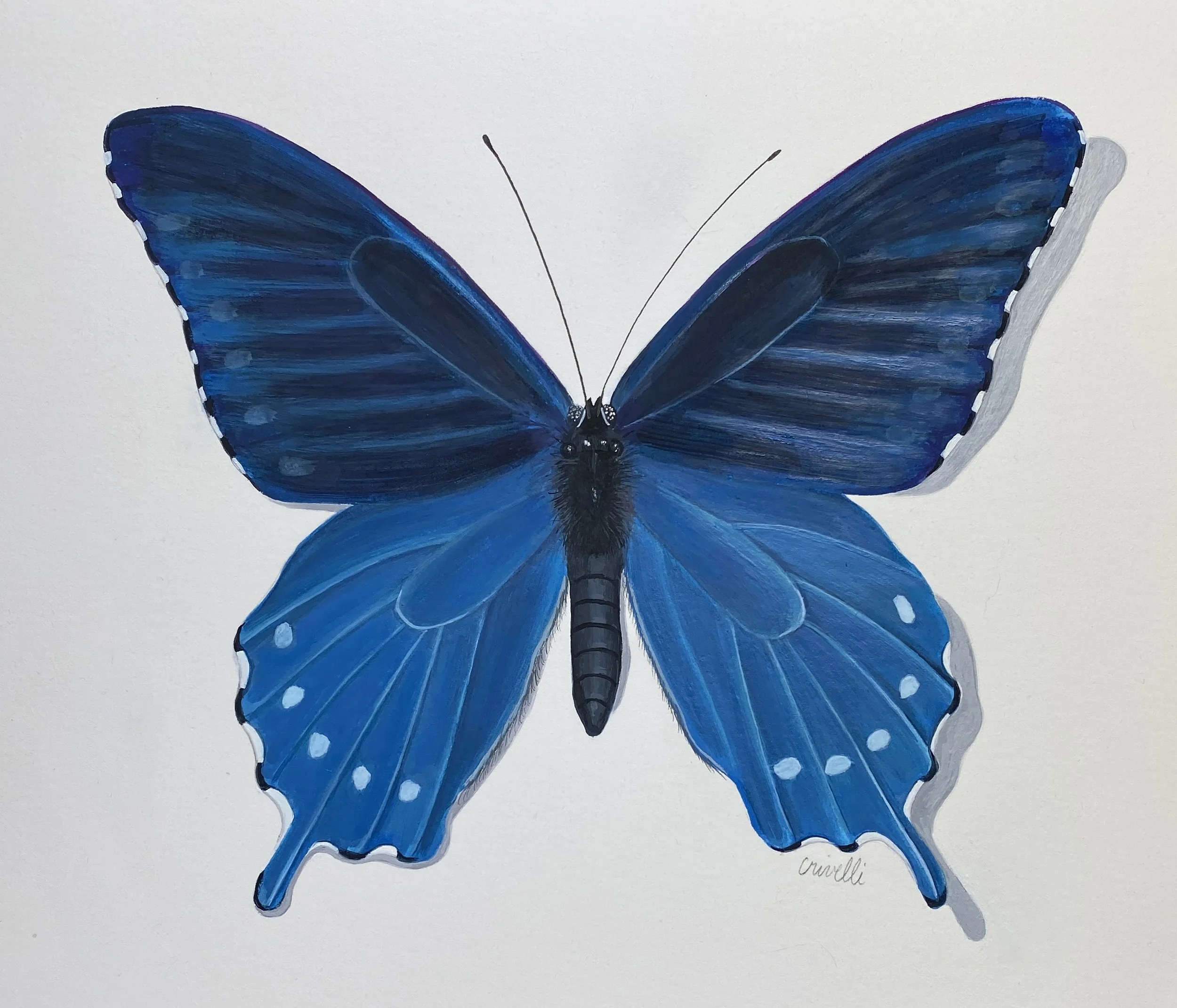 Pipevine Swallowtail #1050