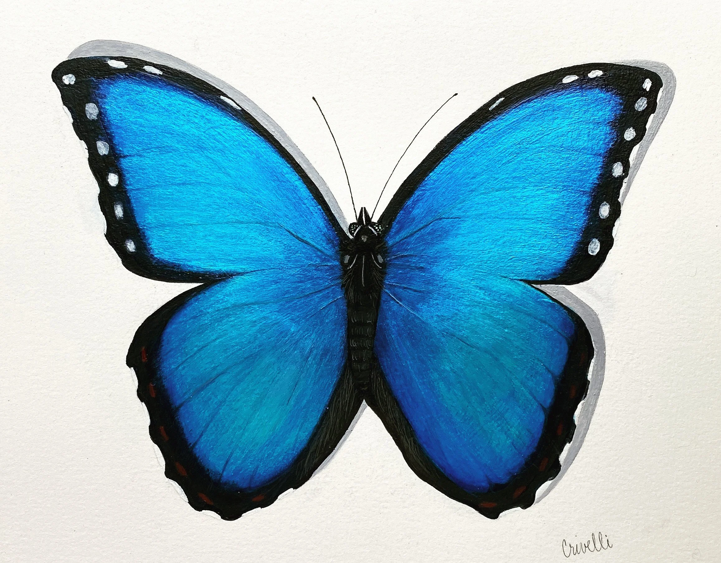 Blue Morpho #1049