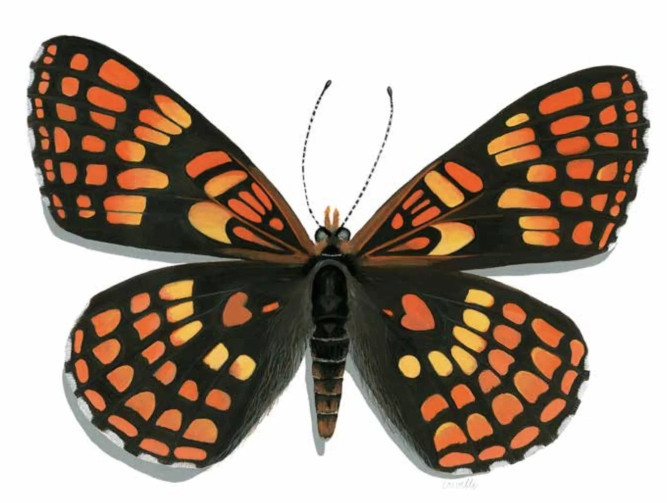 Northern Checkerspot #