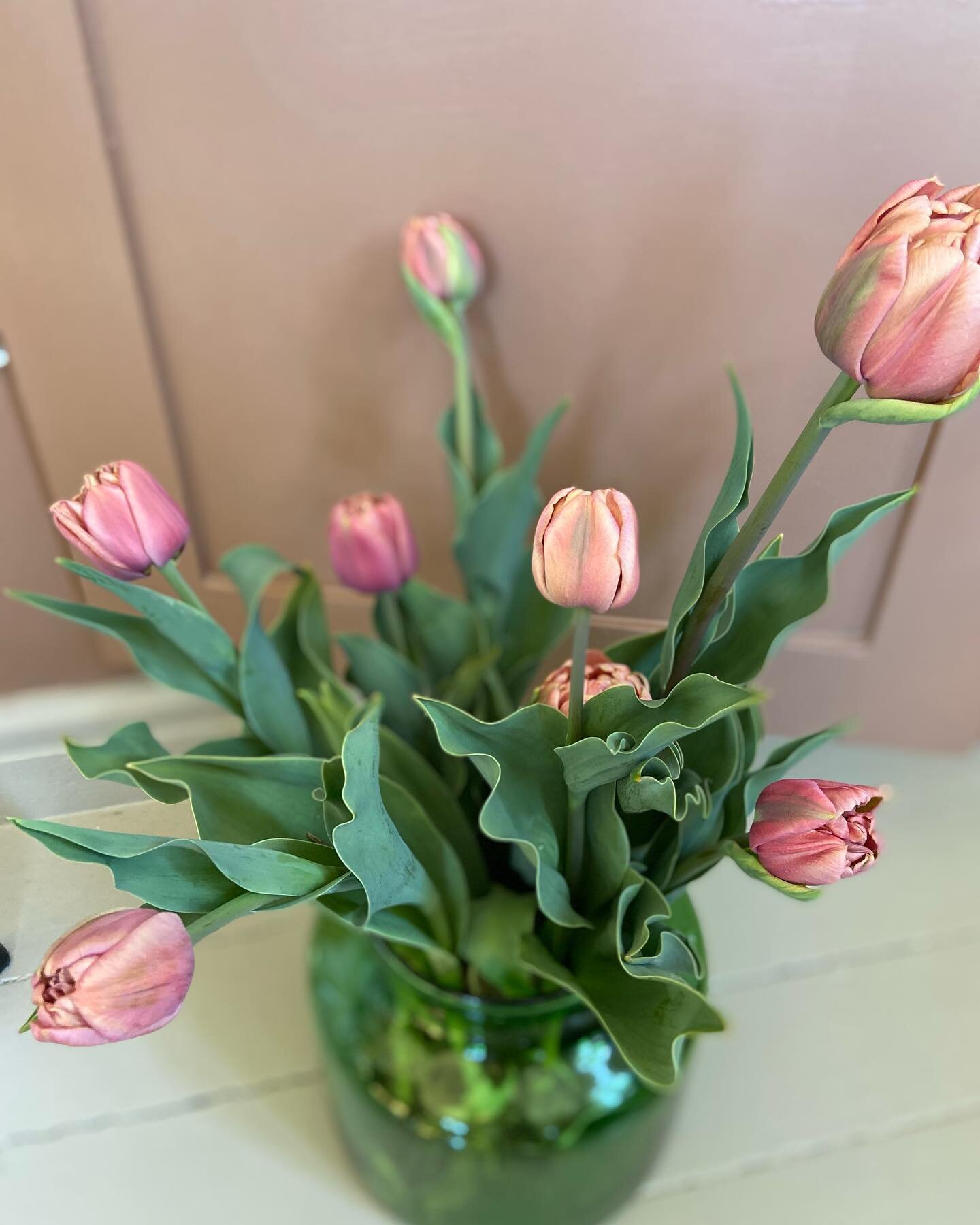 N&aring; starter salget av tulipaner fra &Aring;kerblomsten ved Son. Er du tidlig ute kan du sikre deg den ber&oslash;mte La Belle Epoque. Disse blir store som peoner  etter noen dager i vasen. Selges med l&oslash;ken p&aring;. 30 kr pr stilk. Hentes