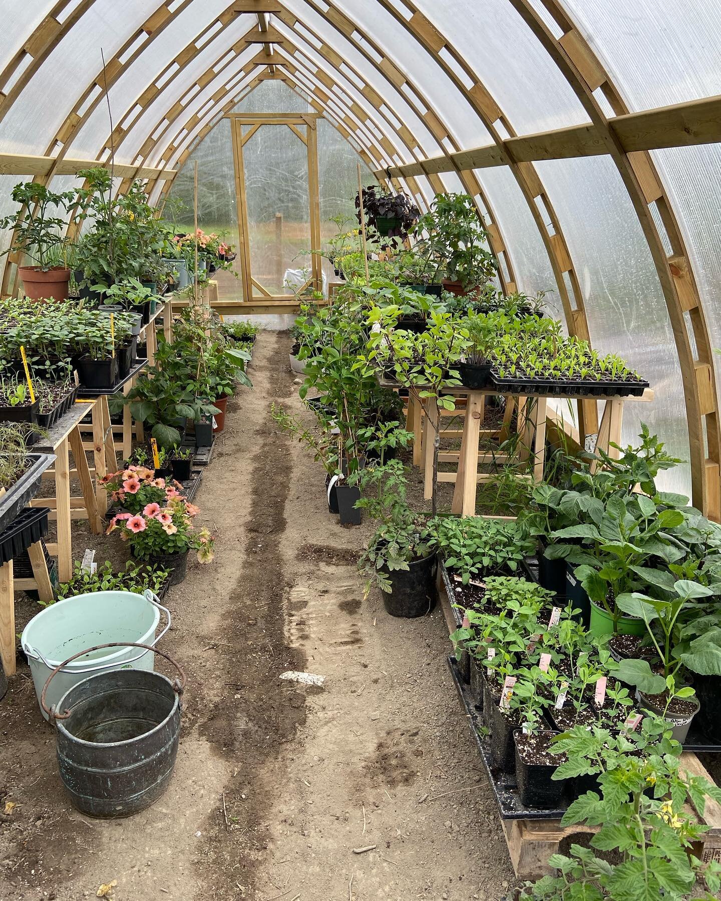 Overskuddssalg av snittblomstplanter p&aring; &Aring;kerblomsten. Det som ikke f&aring;r plass i &aring;keren har jeg pottet opp, og selger som sm&aring;planter. Vil du ta en del av plenen og lage snittblomstbed? Da er drivhuset mitt et fint sted &ar