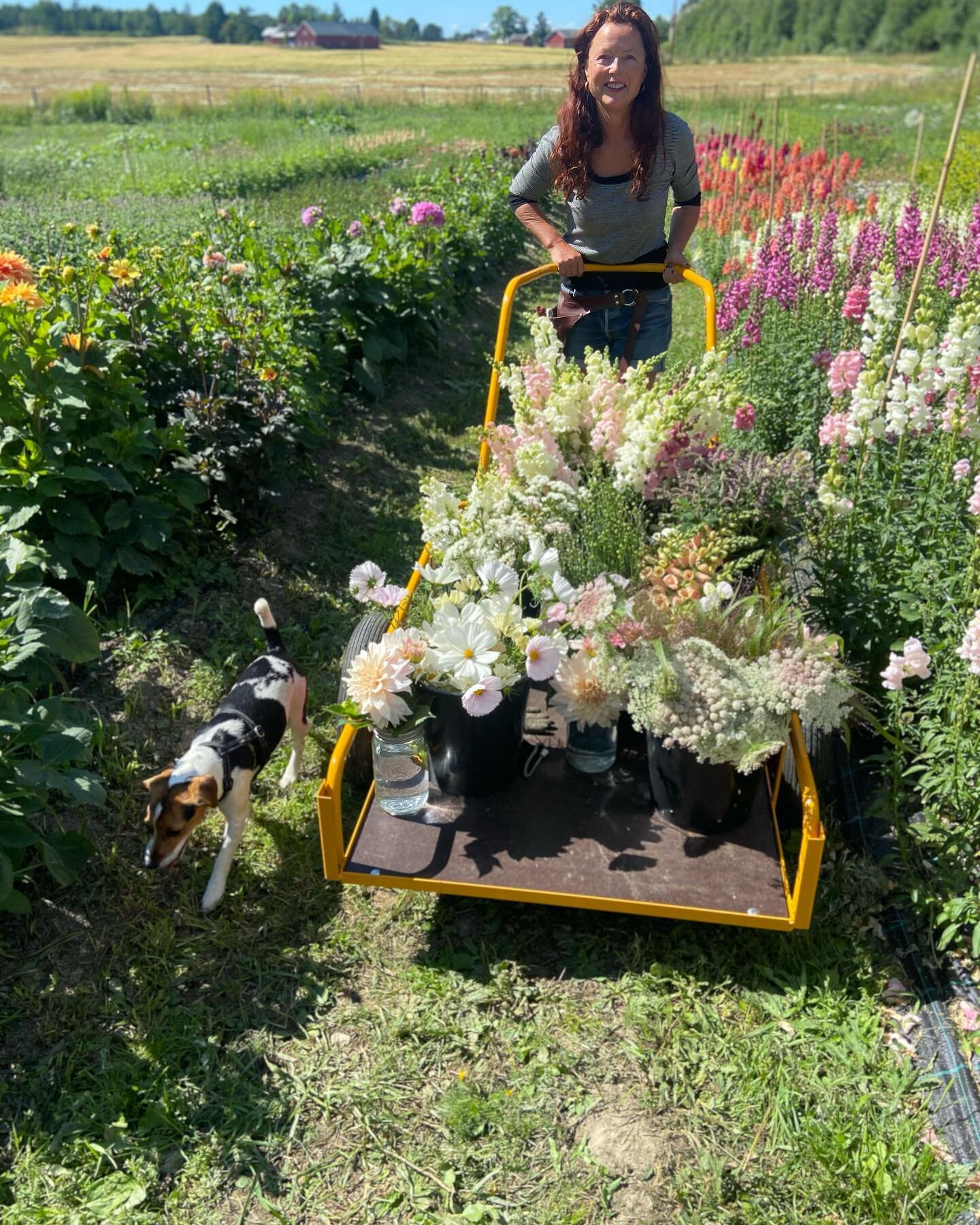 Plukket litt blomster til bryllup. #blomsterbonde