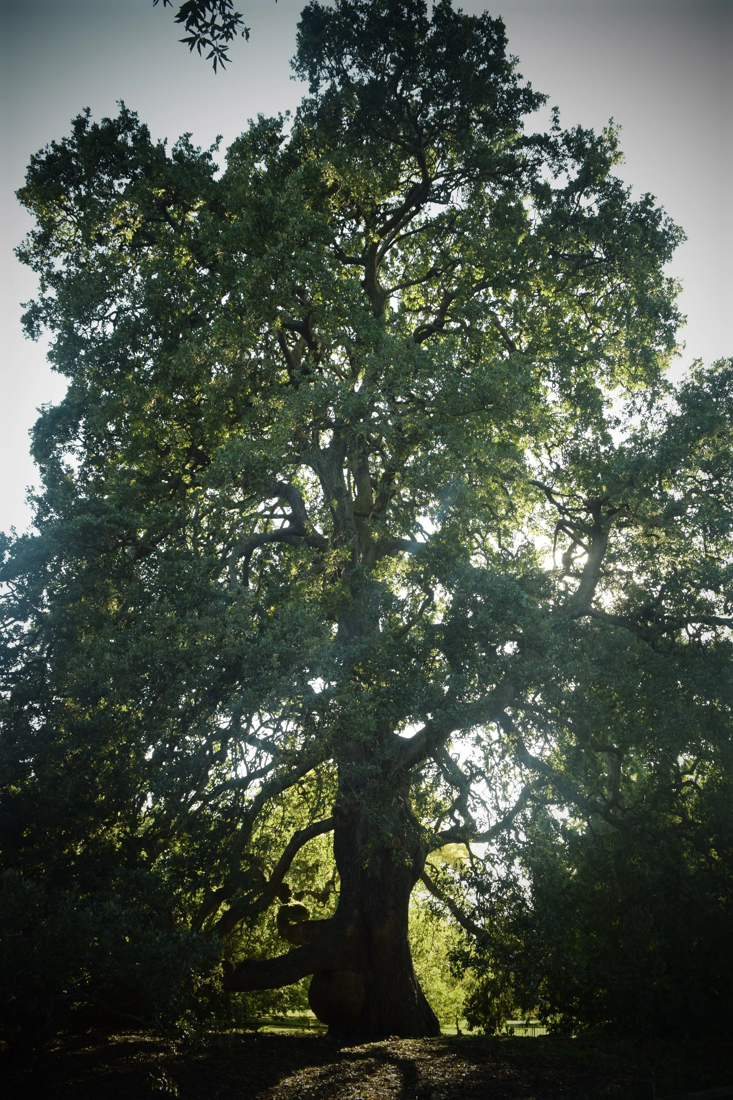 DSC_0121.JPG