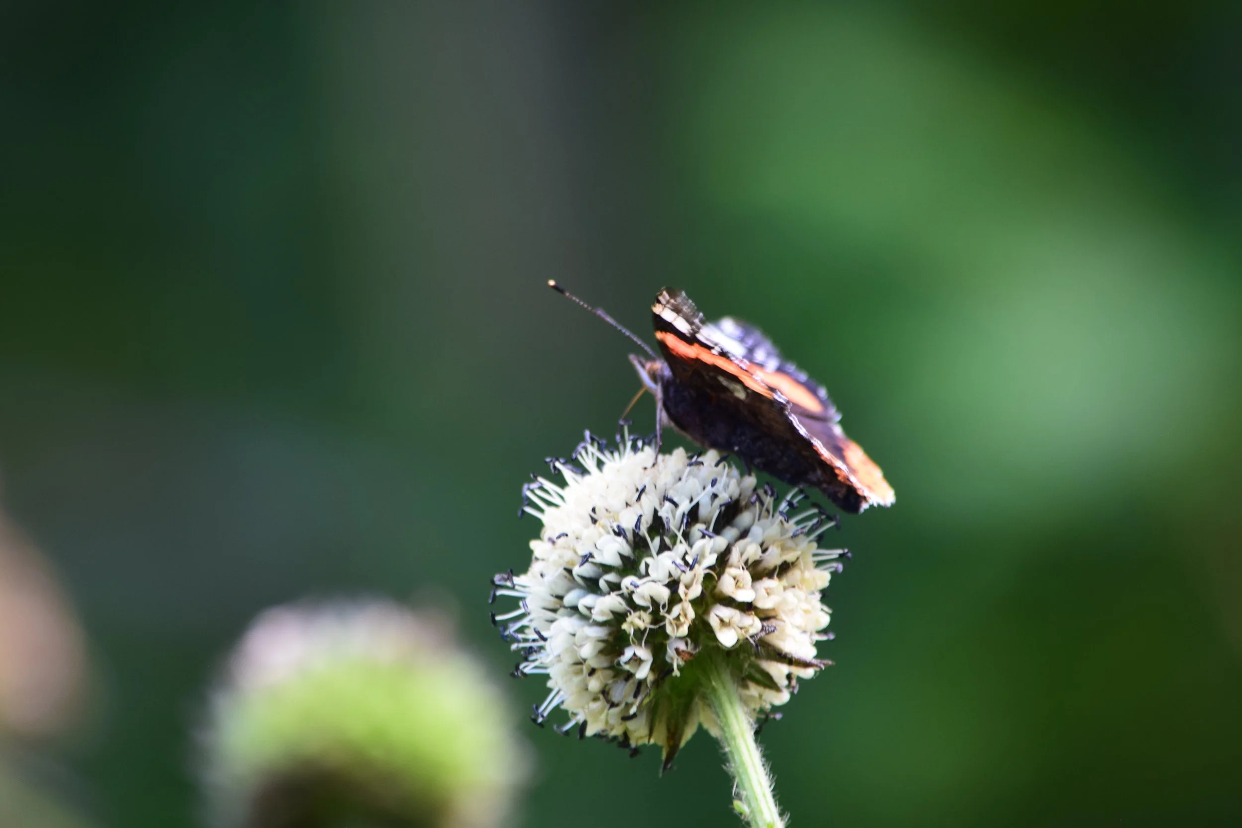 DSC_0586.JPG