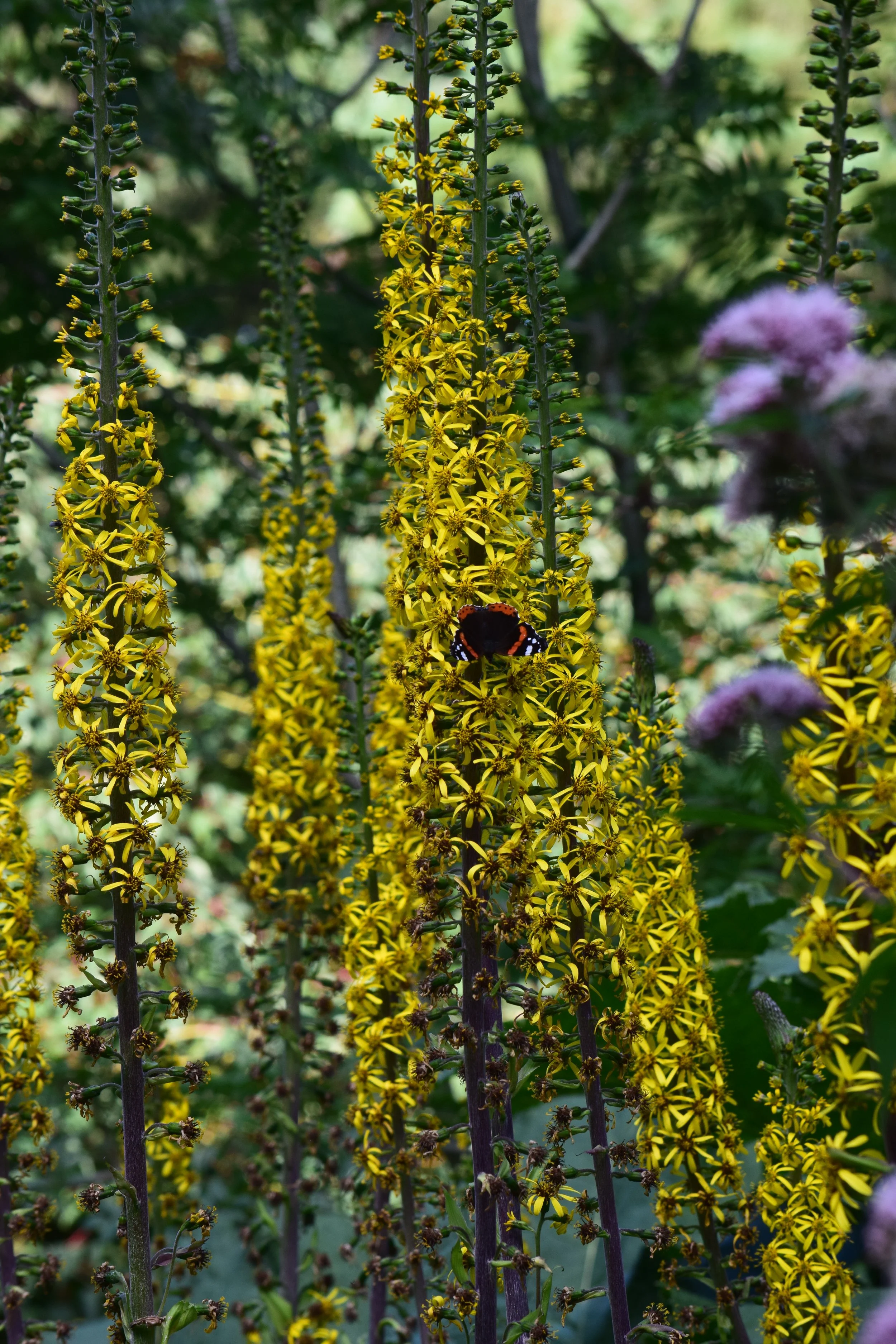 DSC_0571.JPG