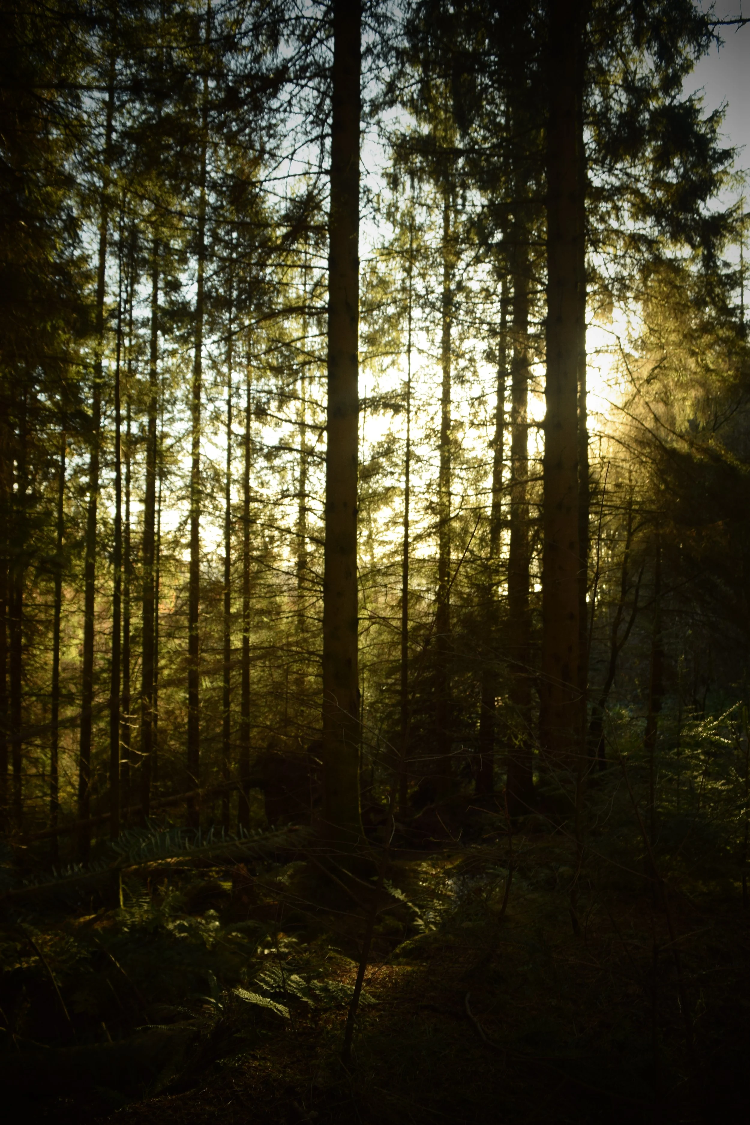 DSC_0740.JPG