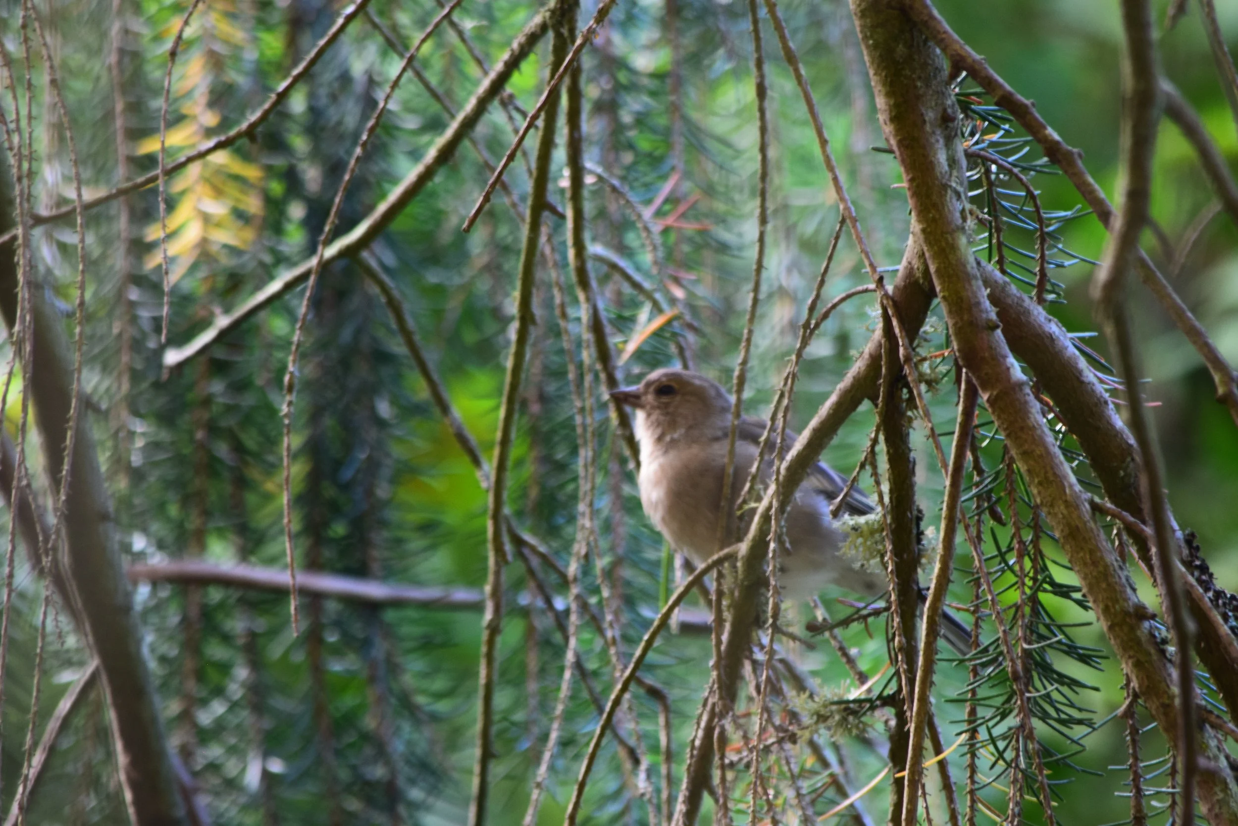 DSC_0616.JPG