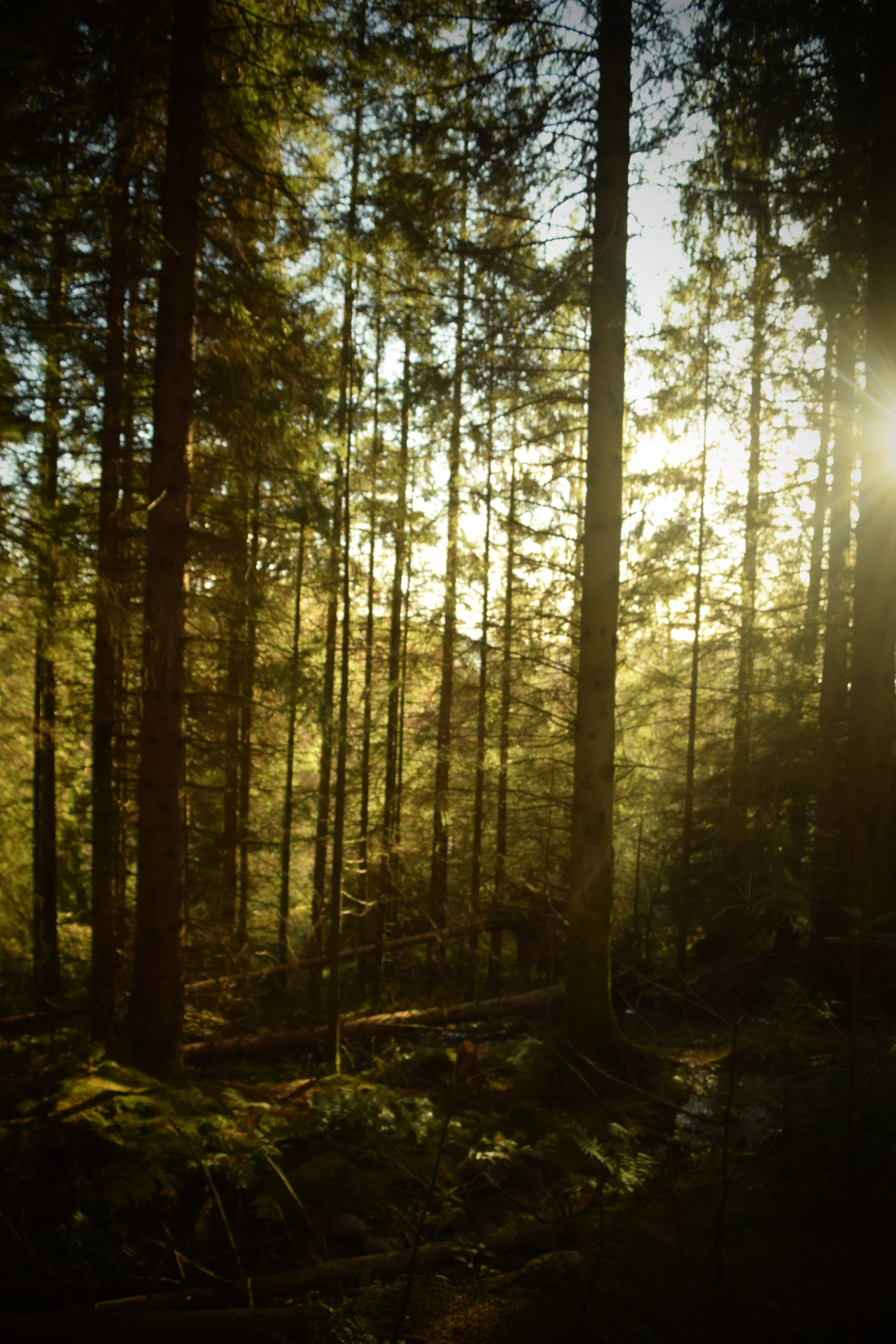 DSC_0739.JPG