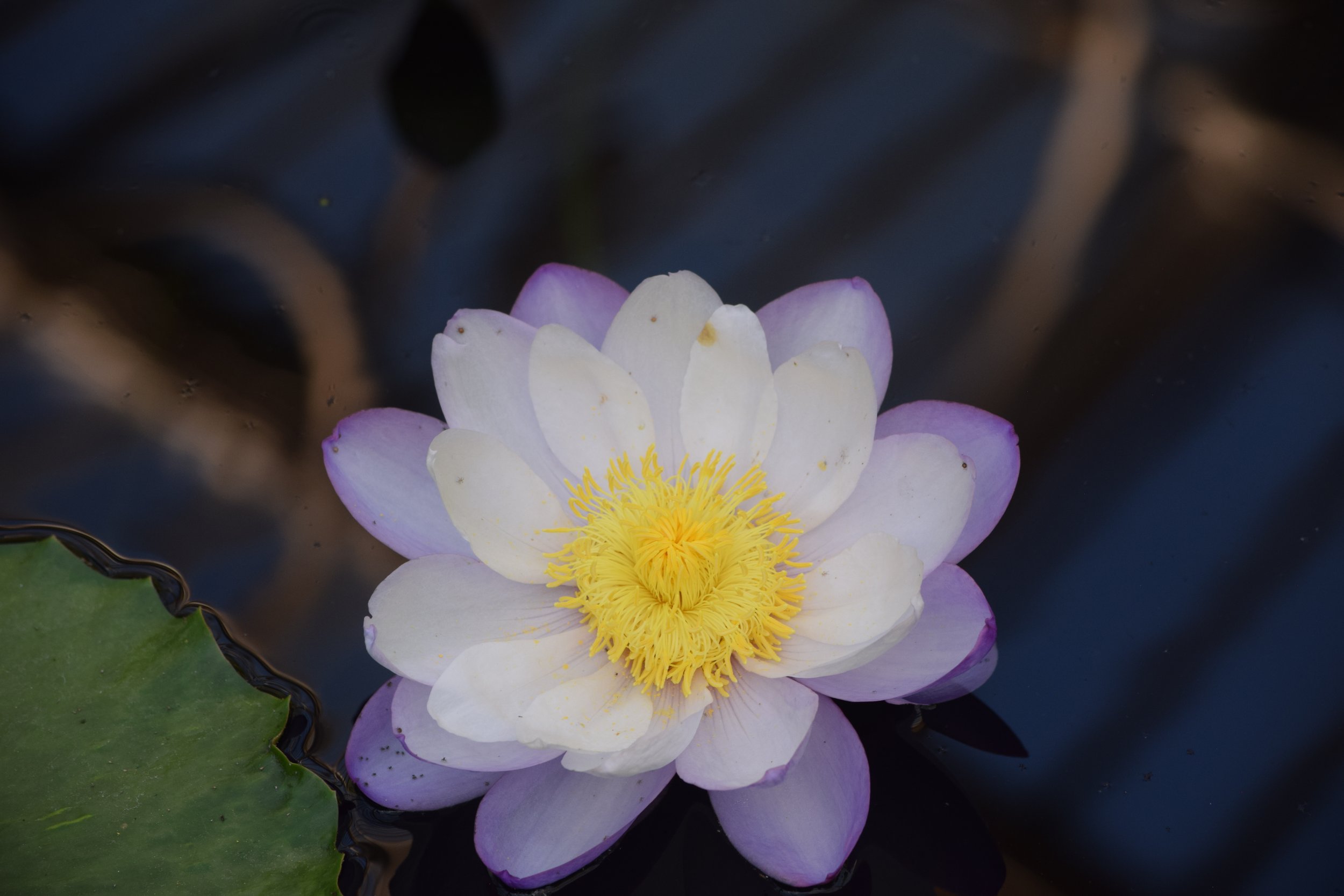 DSC_0156.JPG