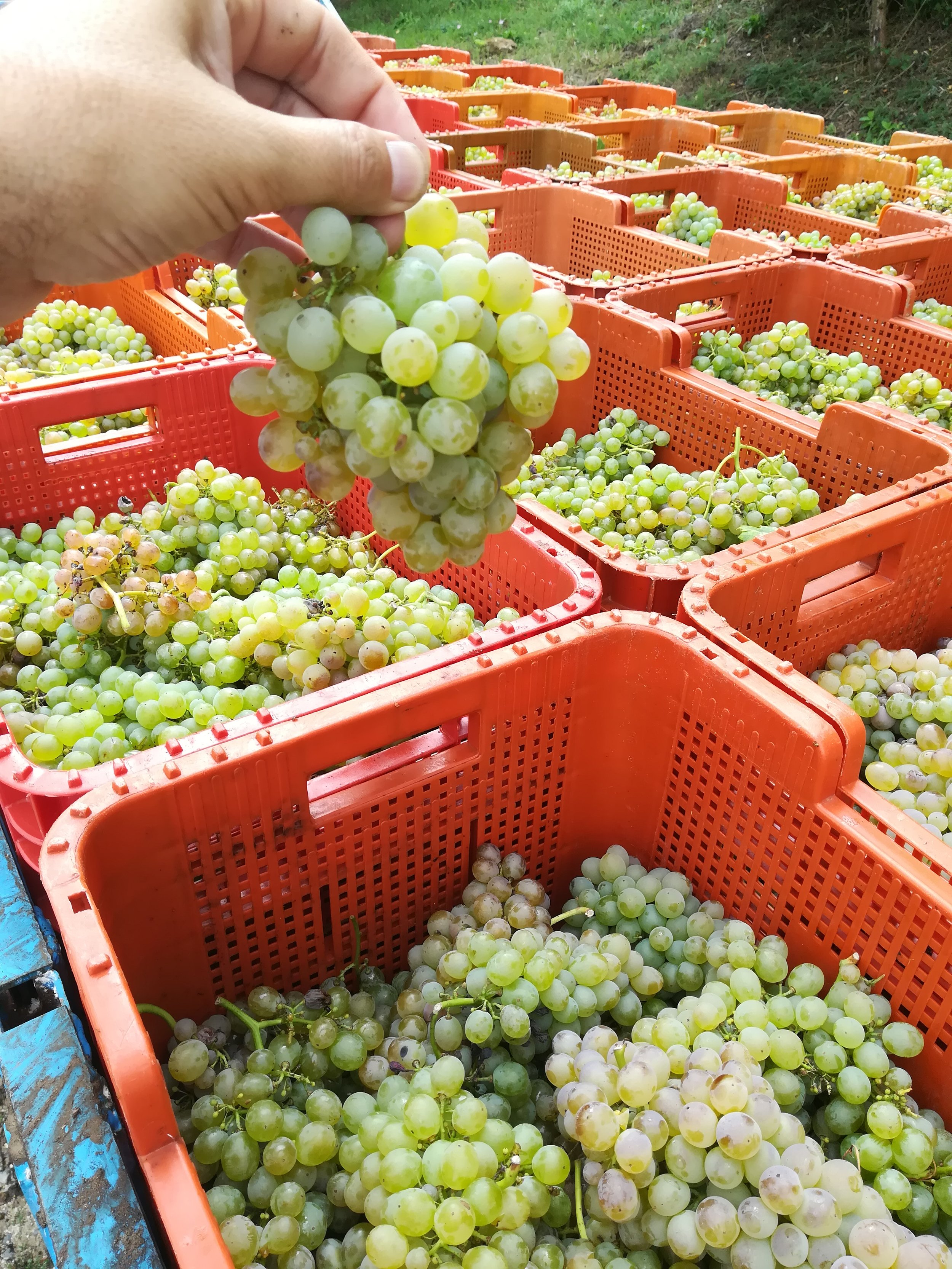 ALBARIÑO GRAPE.jpg