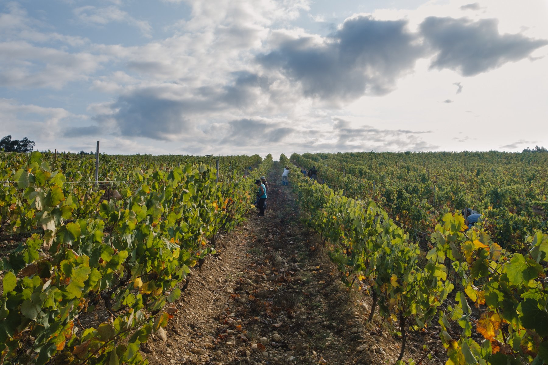 BoasQuintas_harvest2020_vineyard.jpg