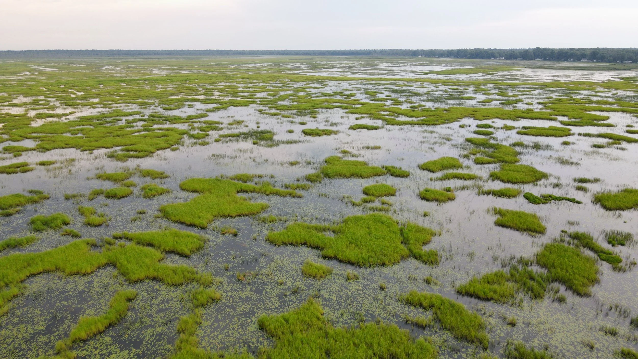 Tawas Lake is home to Michigan’s largest expanse of wild rice.