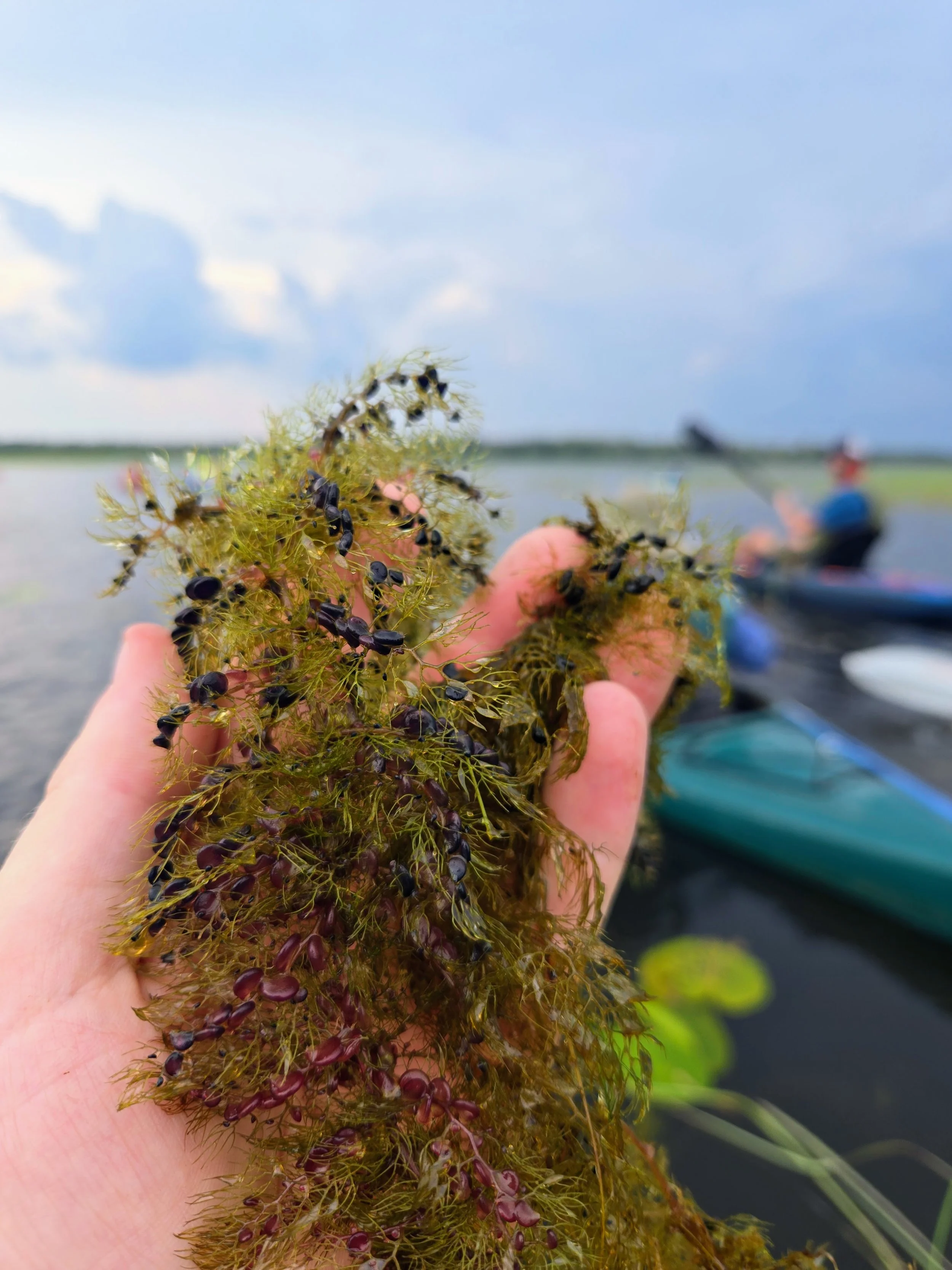 A closeup look at native bladderwort, a carnivorous plant that uses underwater traps to capture and digest tiny prey.