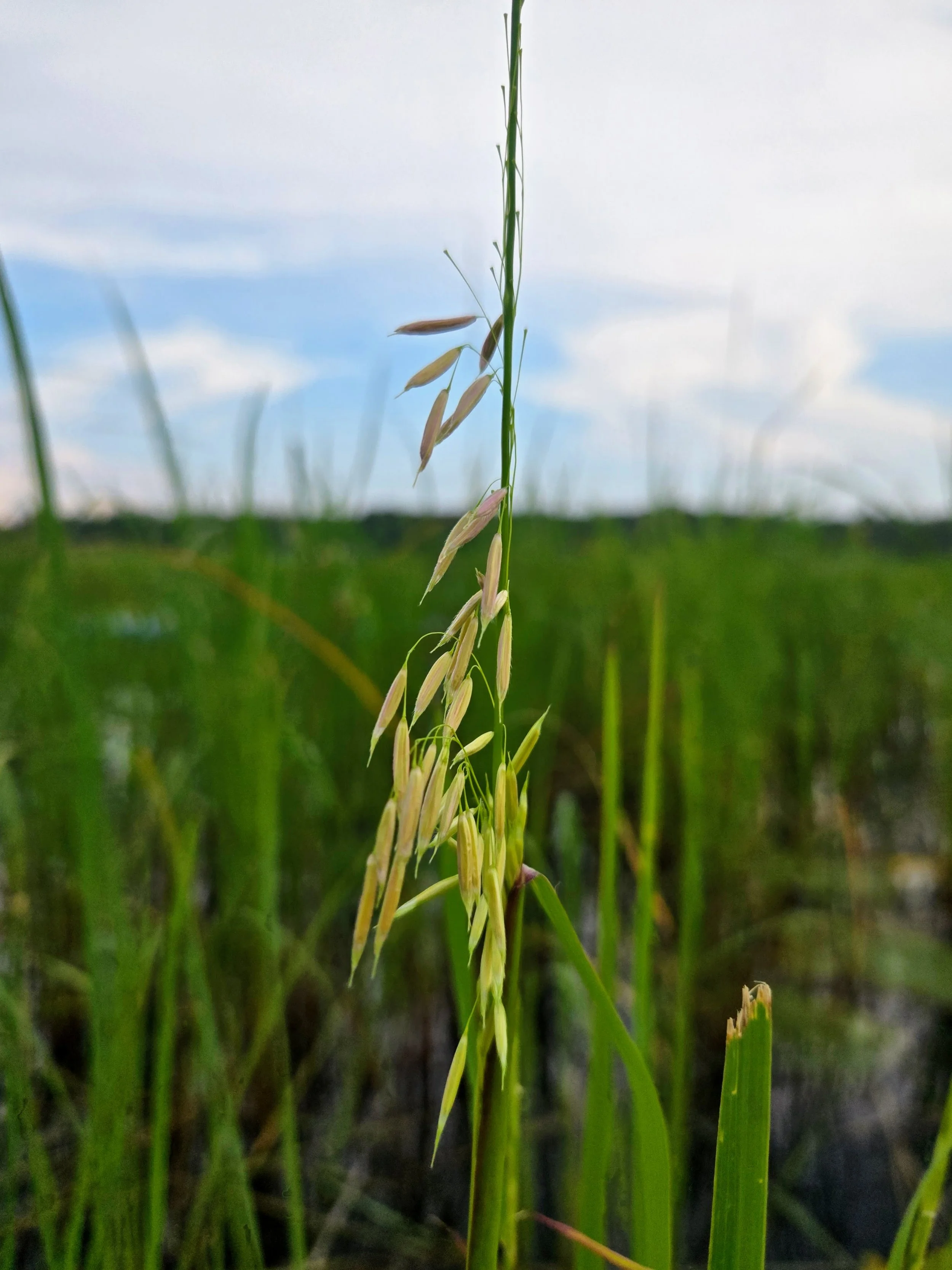Grains of wild rice dance in the breeze.