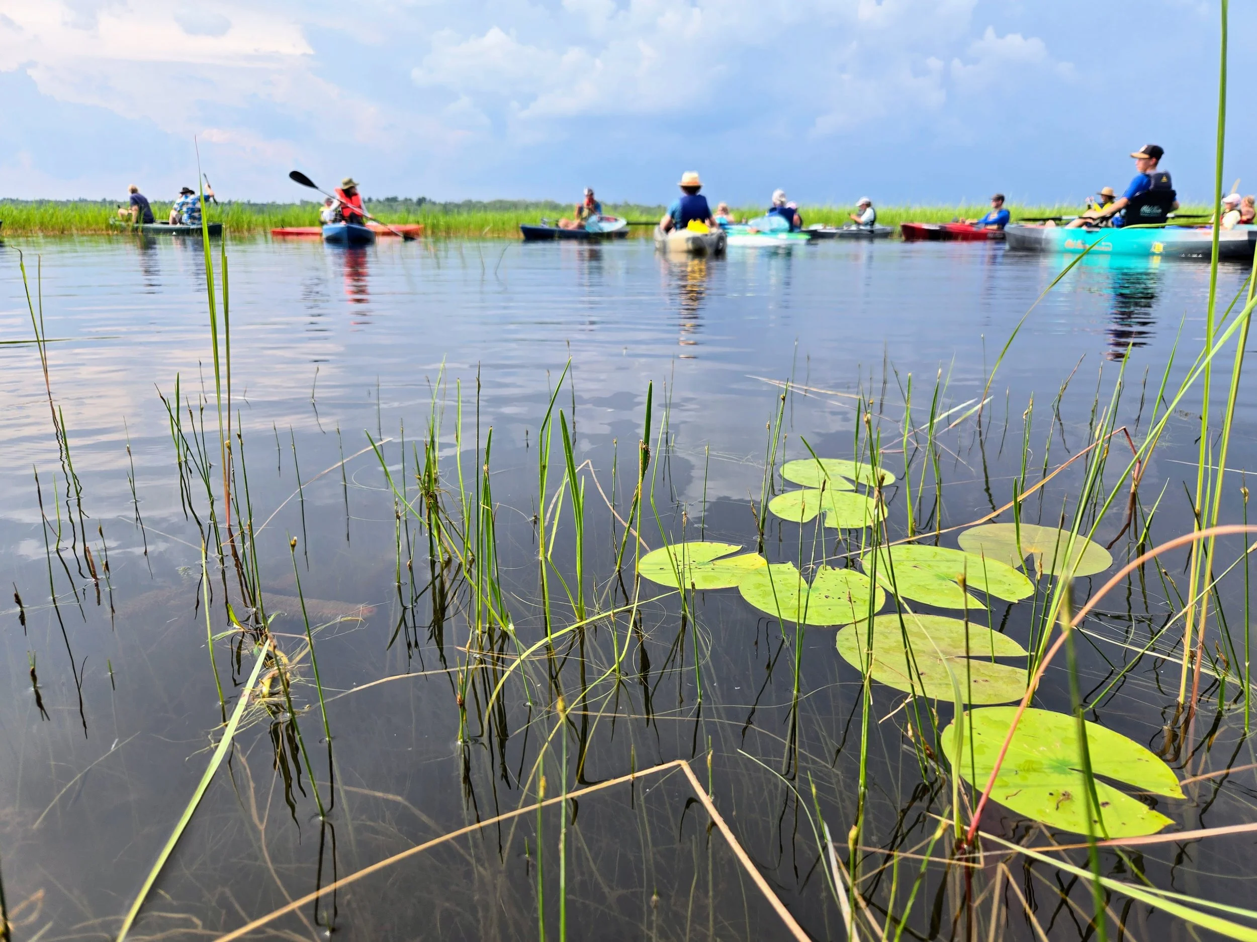 Wild rice is the dominant species at Tawas Lake but another 40 native aquatic species exist just below its calm surface.