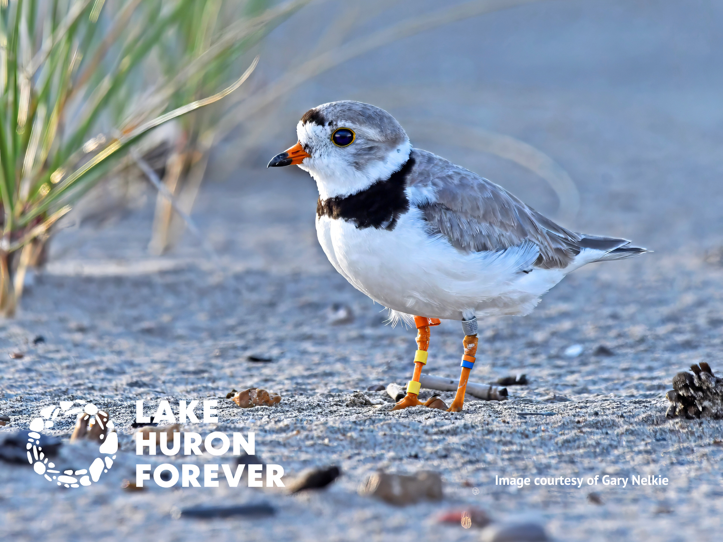 Volunteer Piping Plover Monitor Training