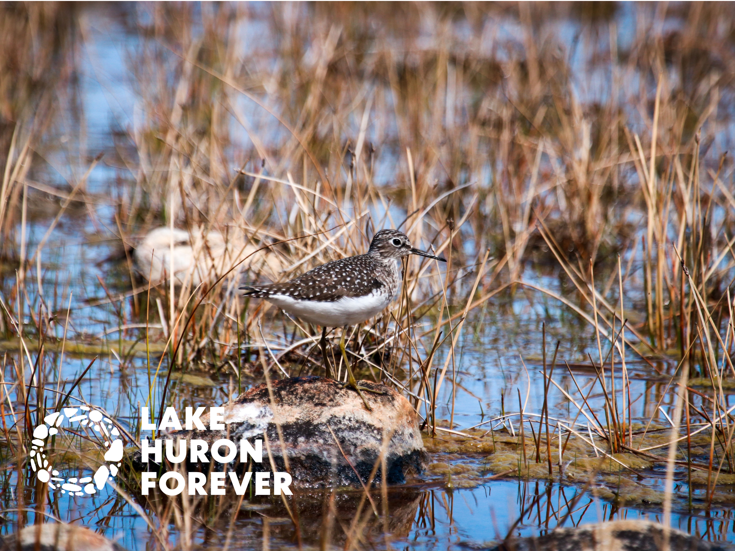 North Point Bird Blitz