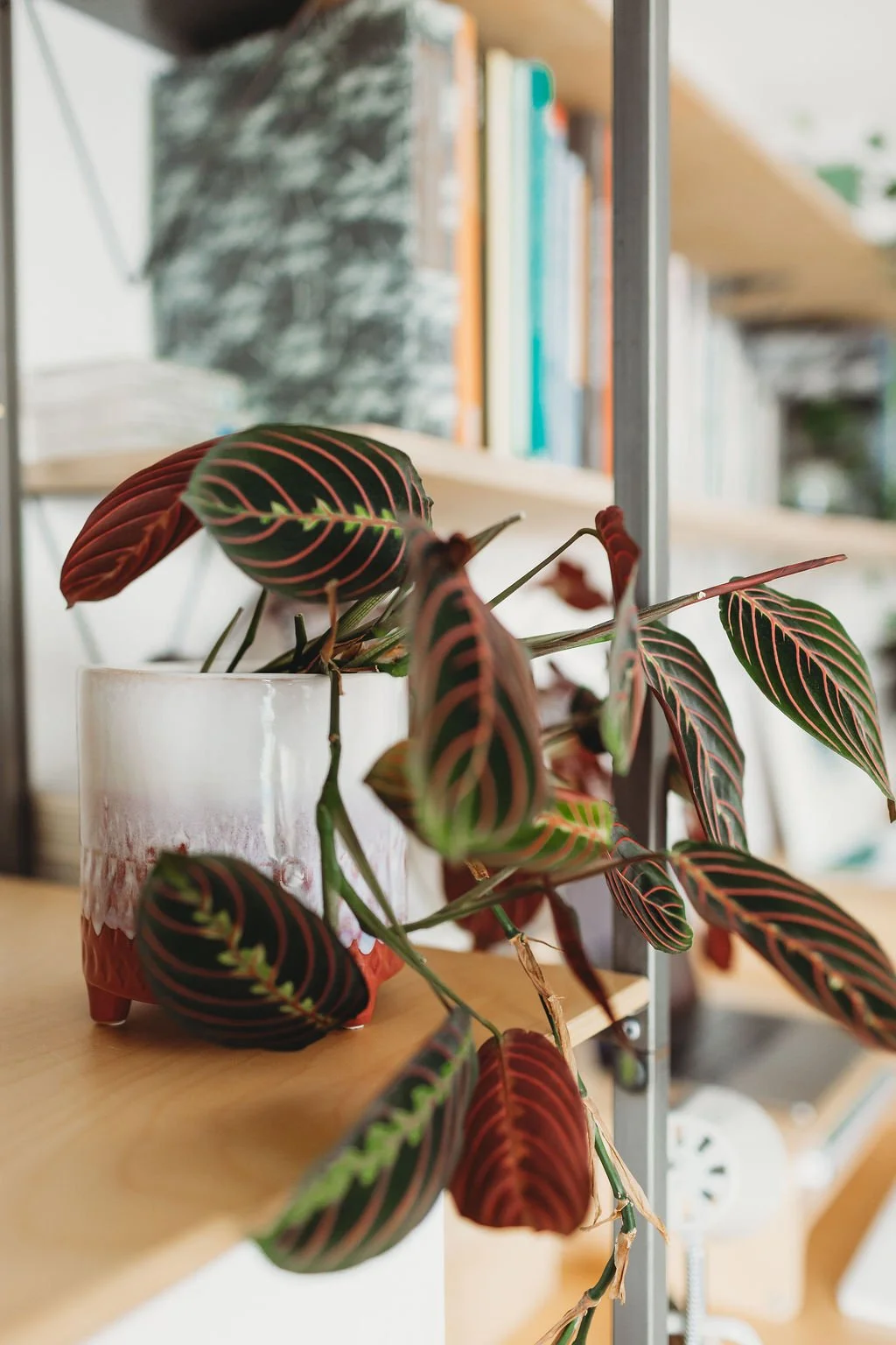 House plant on plywood shelf in architect studio