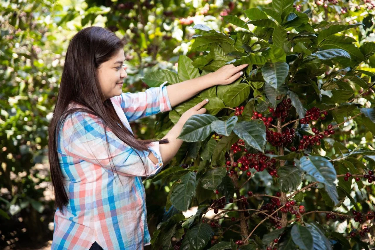  Coffee Farmer Rosely Hernandez inspecting her coffee cherries 