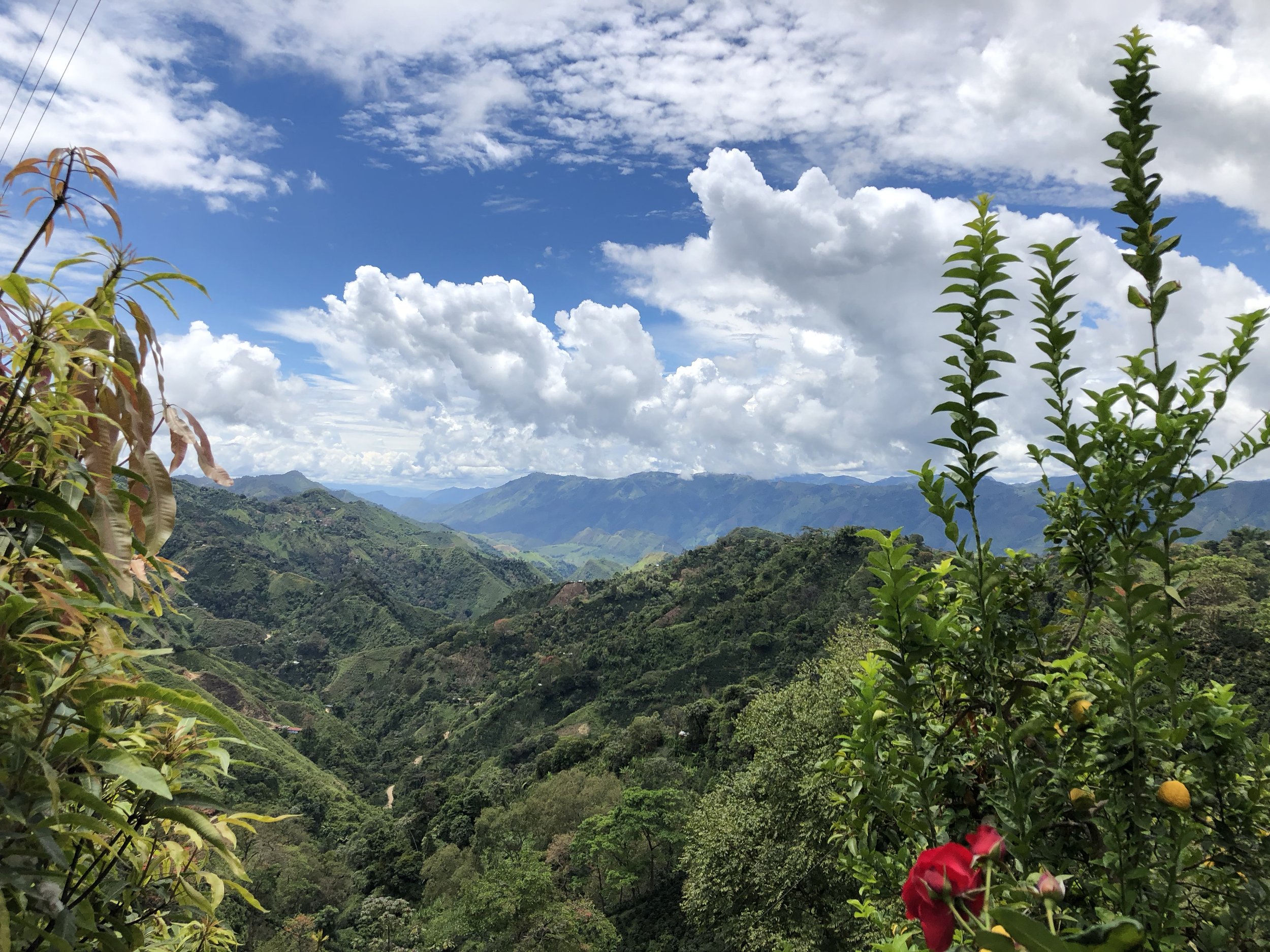  View of the valley from the high-altitude home of coffee farmers contributing to Colombia Planadas Seleccion 