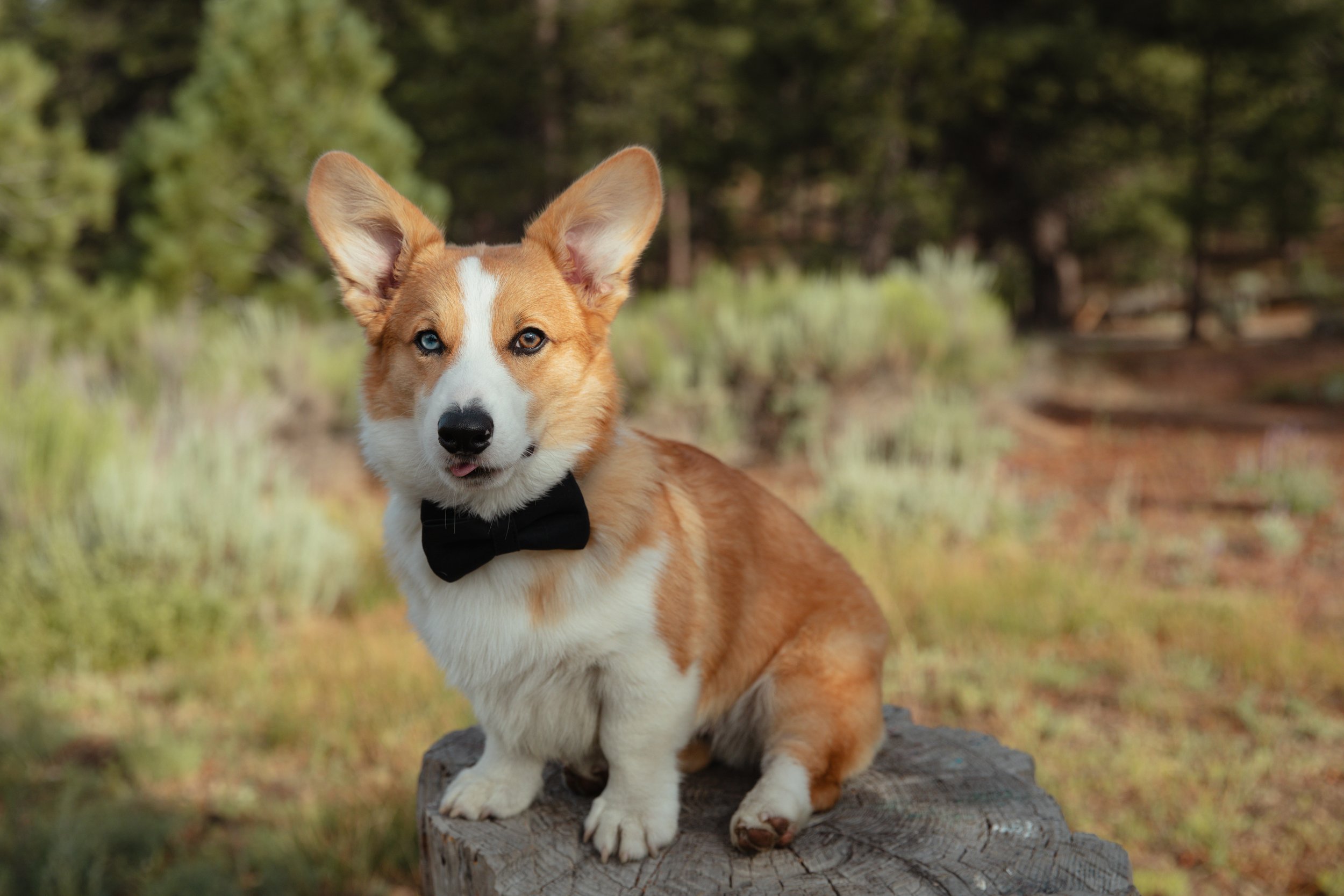 Brandon and Eileen Engagement-25.jpg