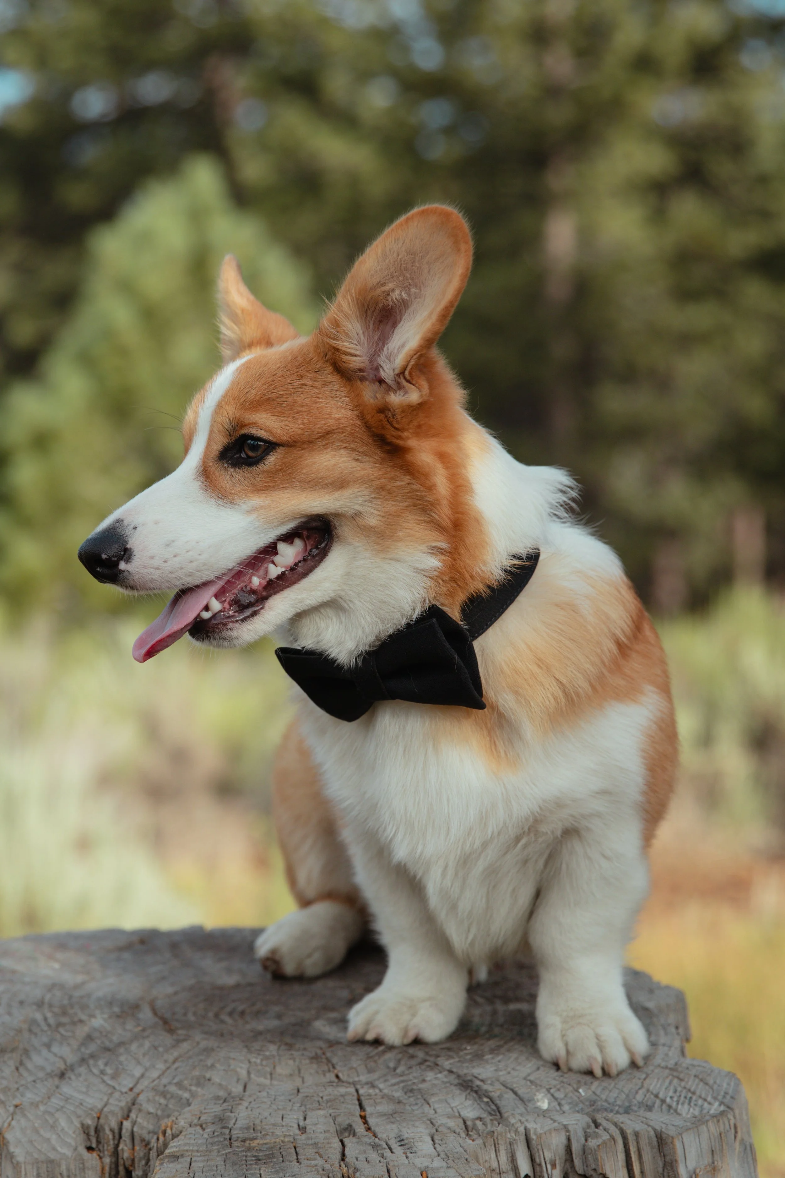 Brandon and Eileen Engagement-27.jpg