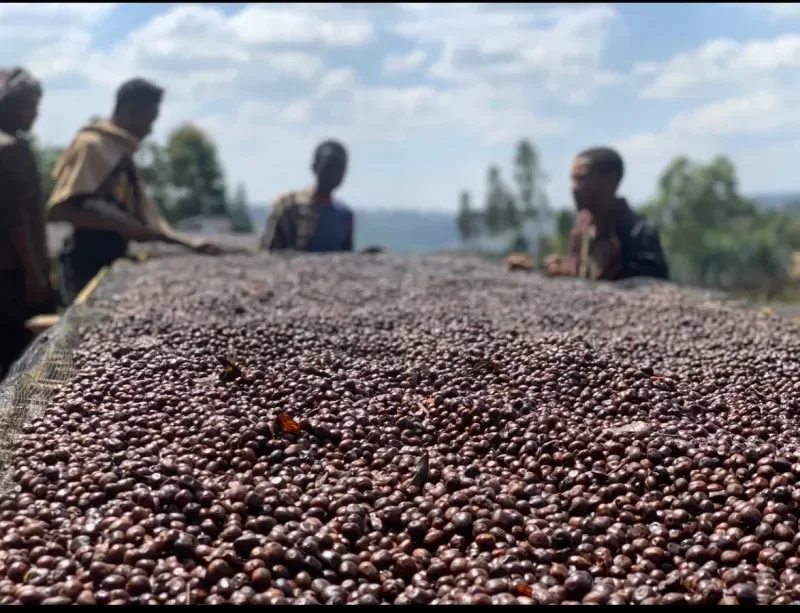 Ethiopia Guji Hambela Wamena