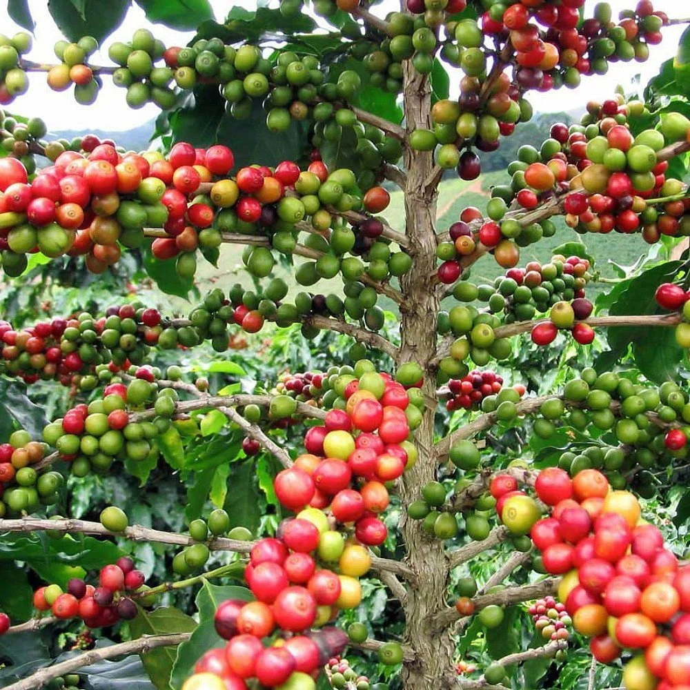 coffee bean on plant.jpg