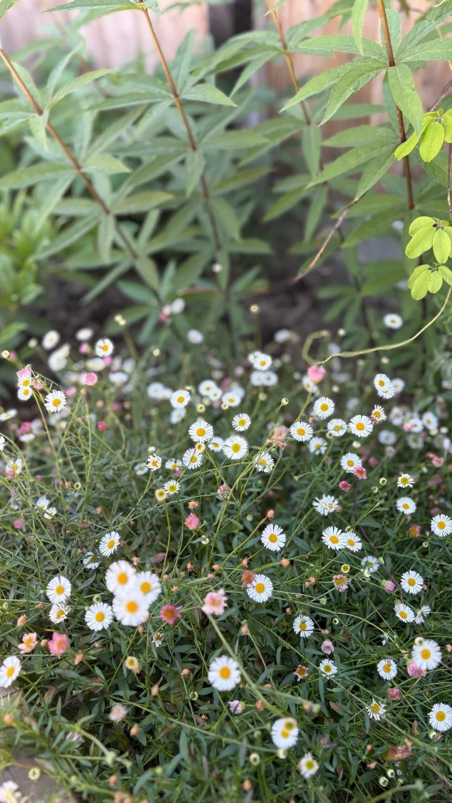 WhatsApp Image 2025-10-05 at 19.06.24 (7).jpeg