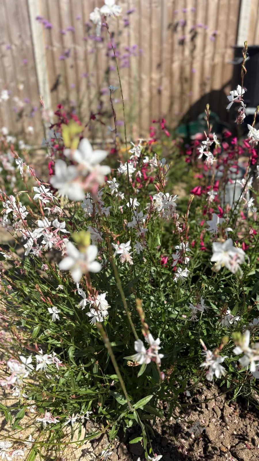 WhatsApp Image 2025-10-05 at 19.06.24.jpeg