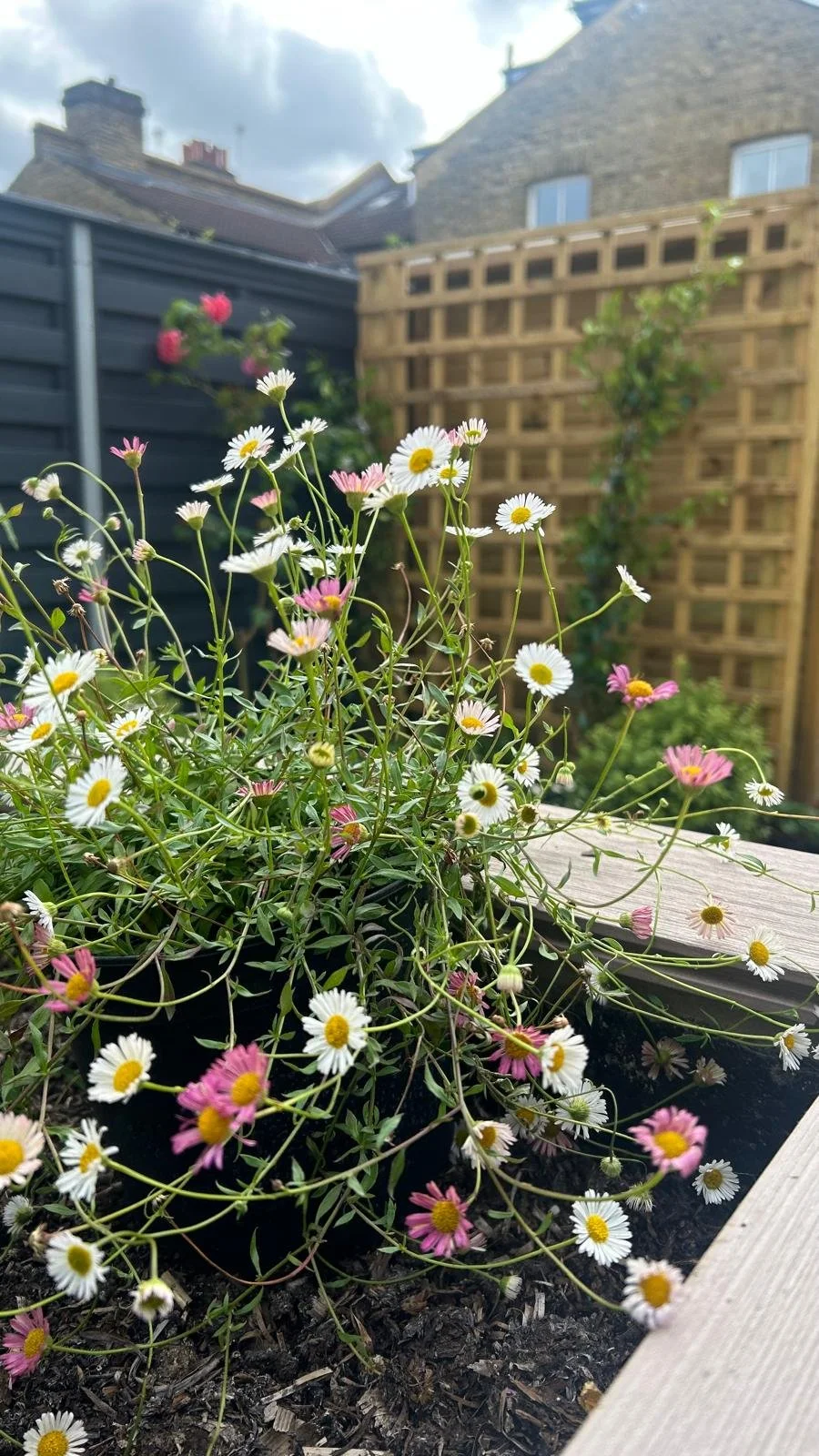 Twickenham Courtyard Garden