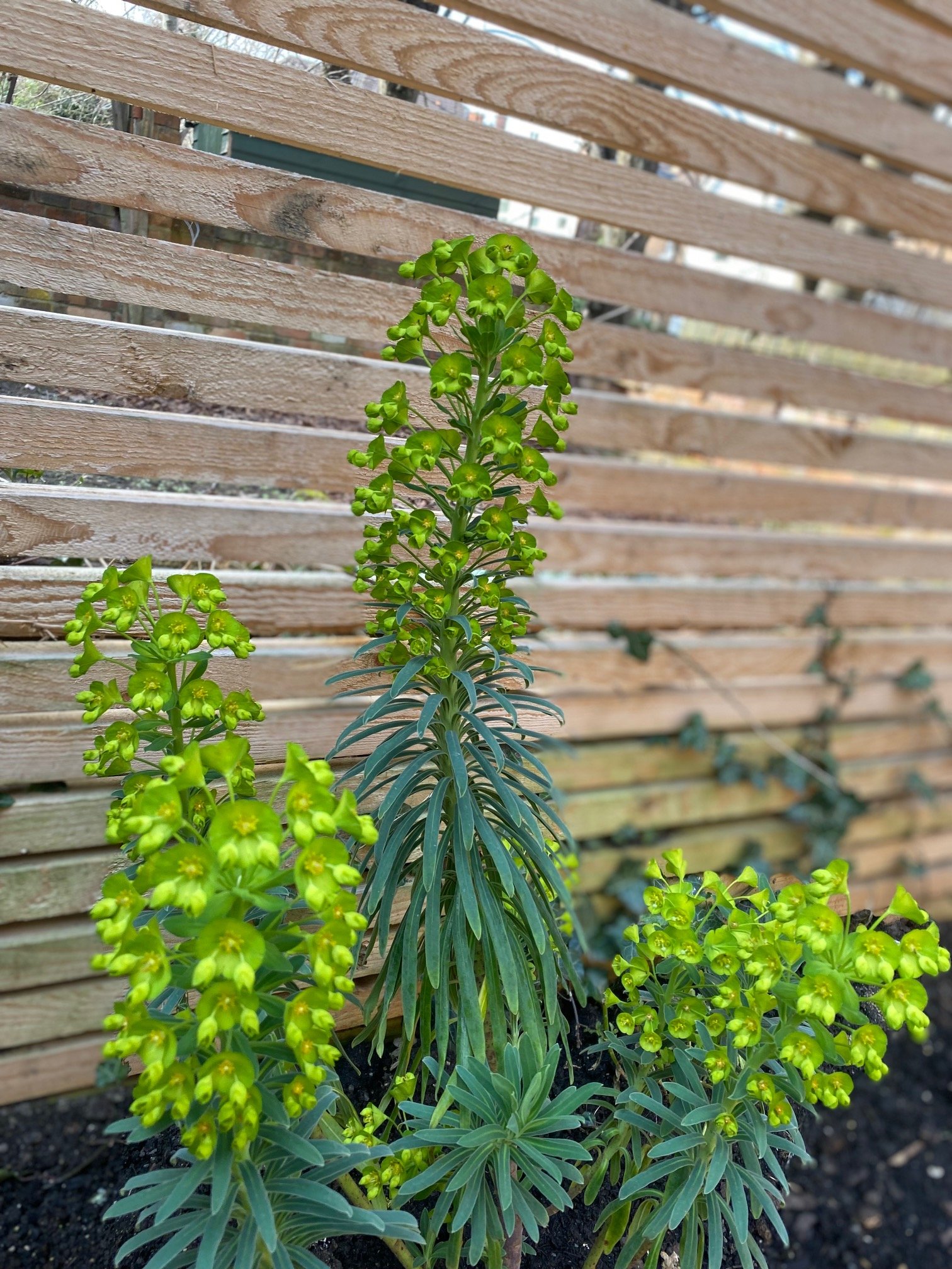 Sally Hart Garden Design_Urban Courtyard Garden_After 2_4.jpg