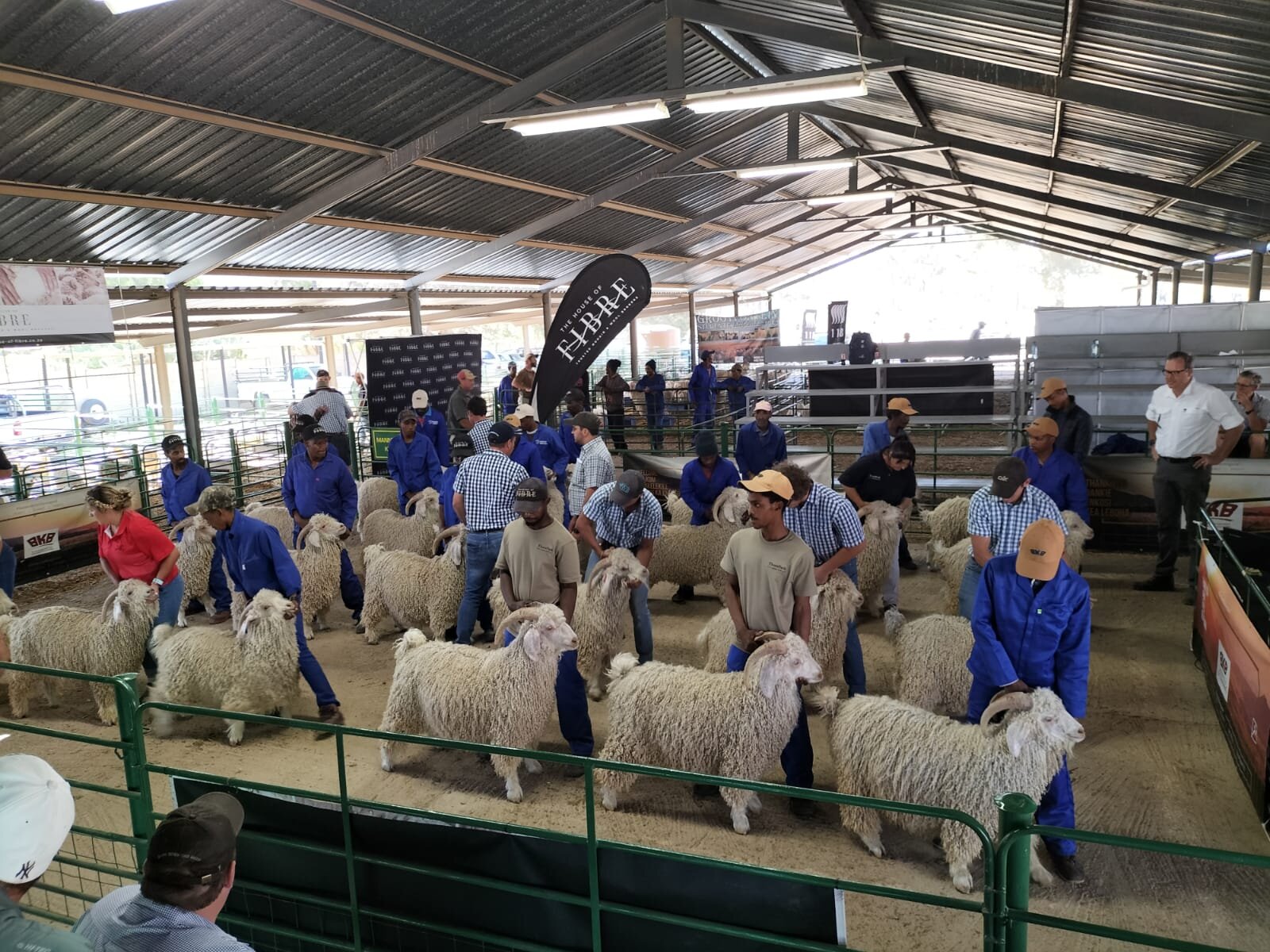 Showcasing some of the best Angora goats in the world at the Willowmore Angora Show.

Multiple goat farmers had the opportunity to showcase their Angora goats and compete against their fellow producers for top honours and we are so proud of all our p
