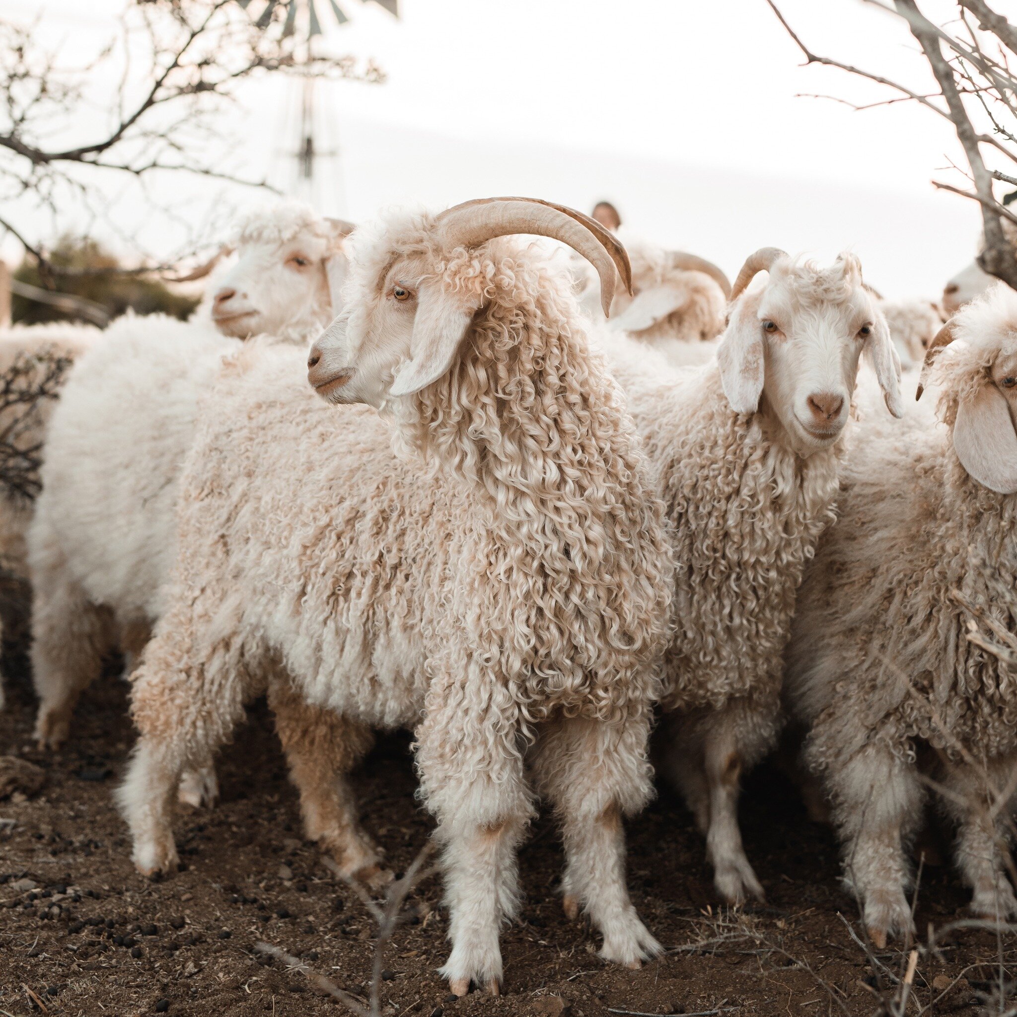 This is where the mohair value chain begins - with the beautiful angora goats! From farm to finished products 🐐 Shop a wide range of mohair items Studio Mohair, from luxurious home wear products to beautiful hand knitted fashion items. All your #moh